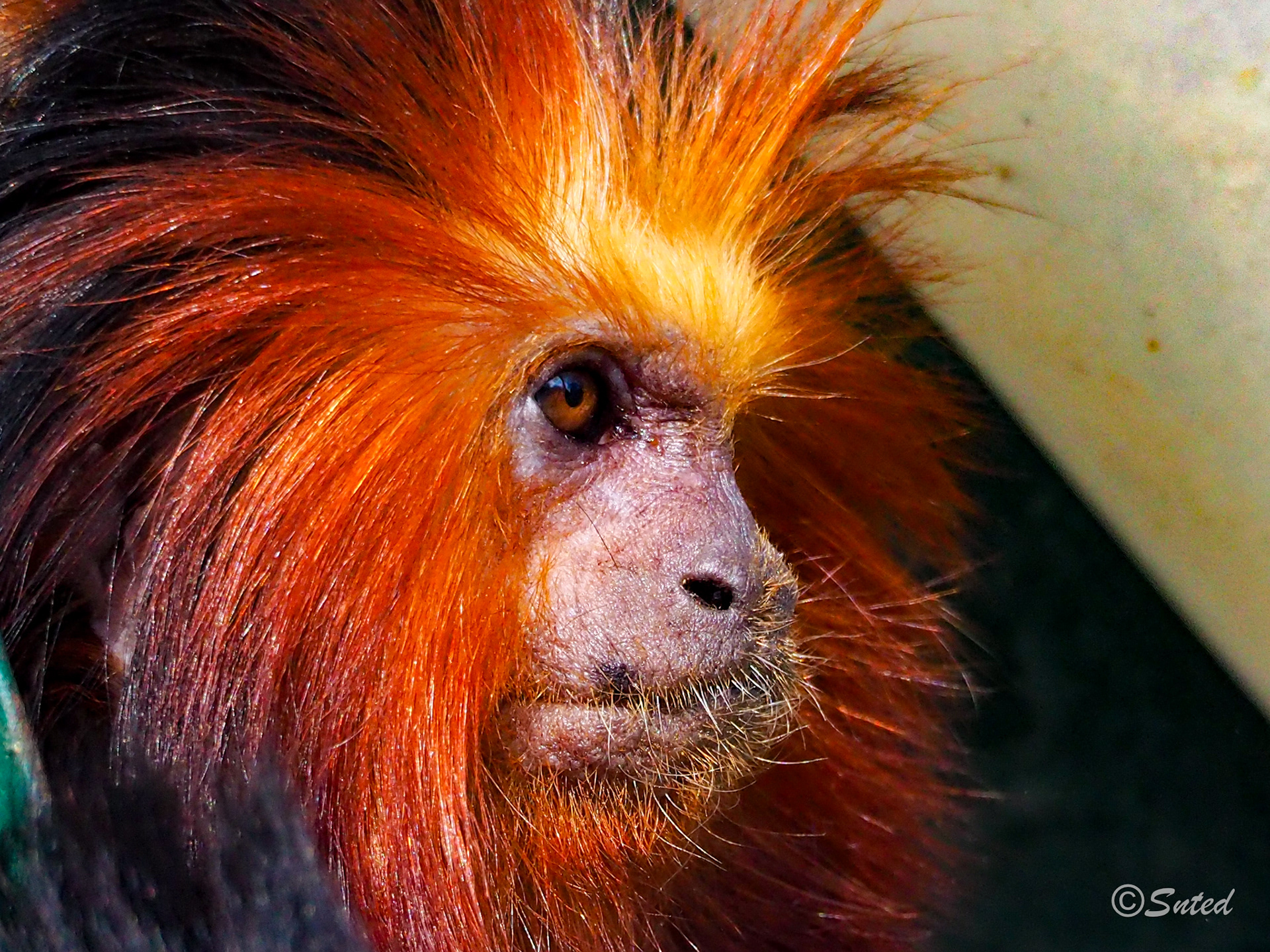 Tamarin Lion à tête dorée
