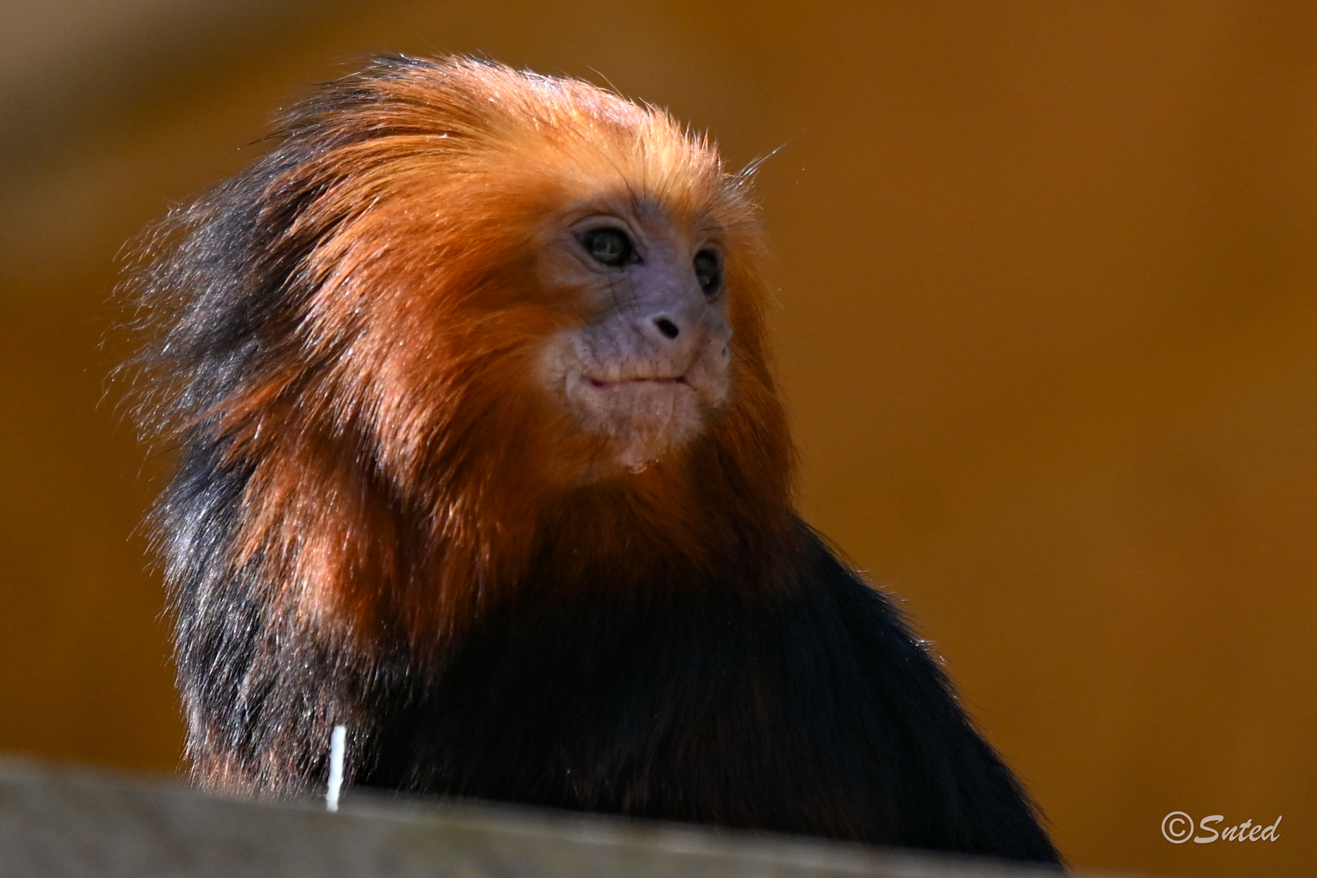 Tamarin Lion à tête dorée