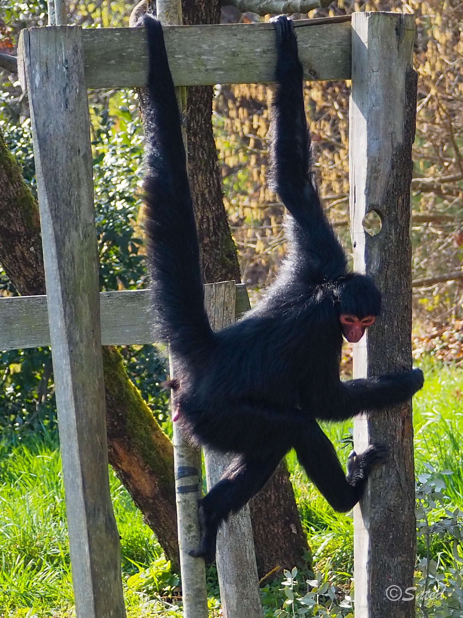 Atèle à face rouge