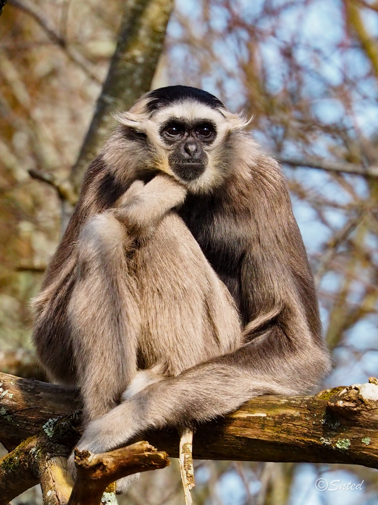 Gibbon à bonnet