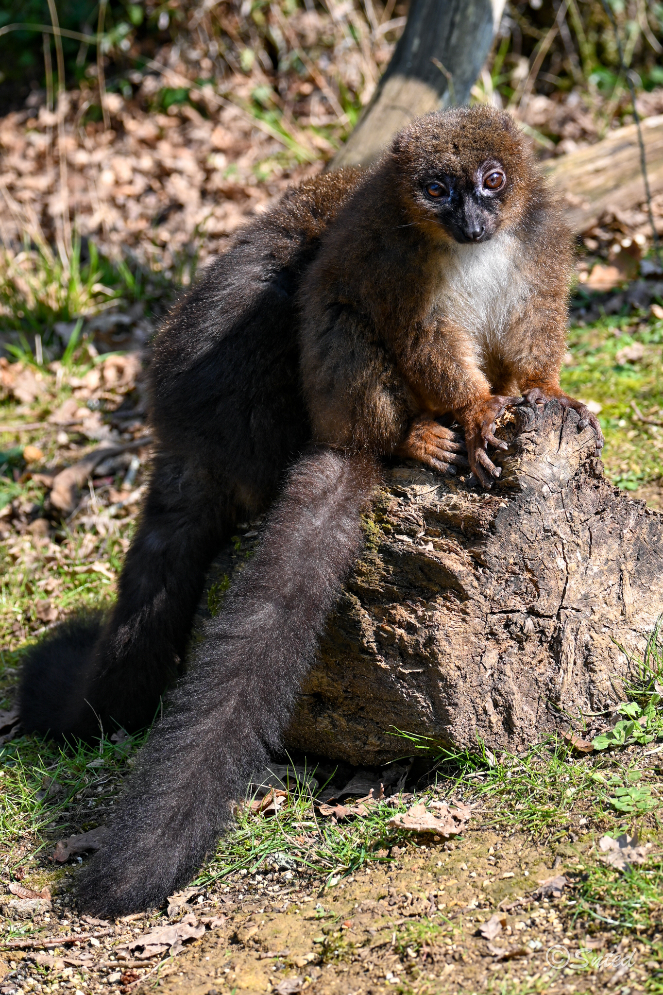 Lémur à vendre roux