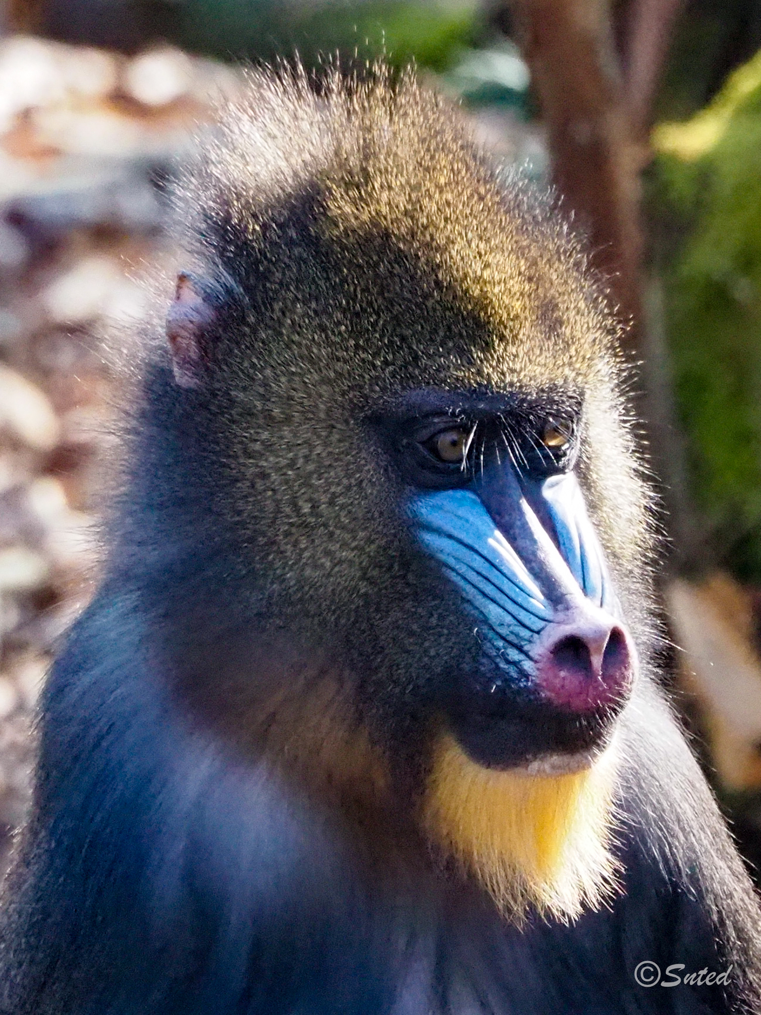Mandrill