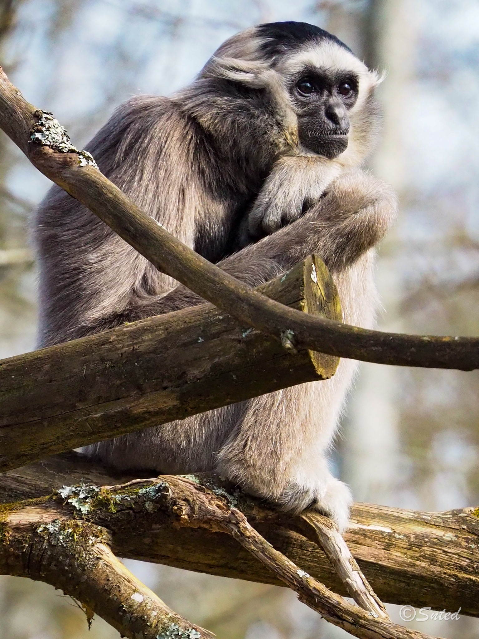 Gibbon à bonnet