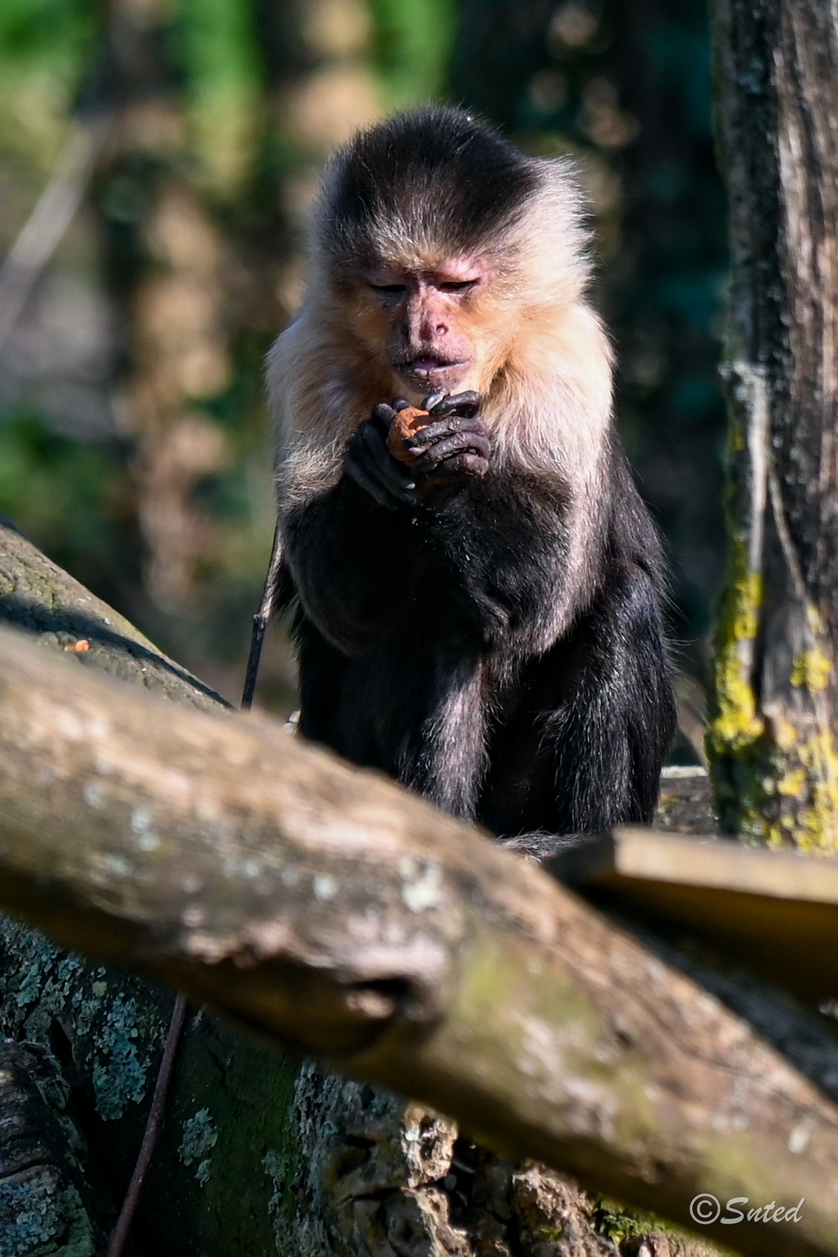 Capucin à épaules blanches