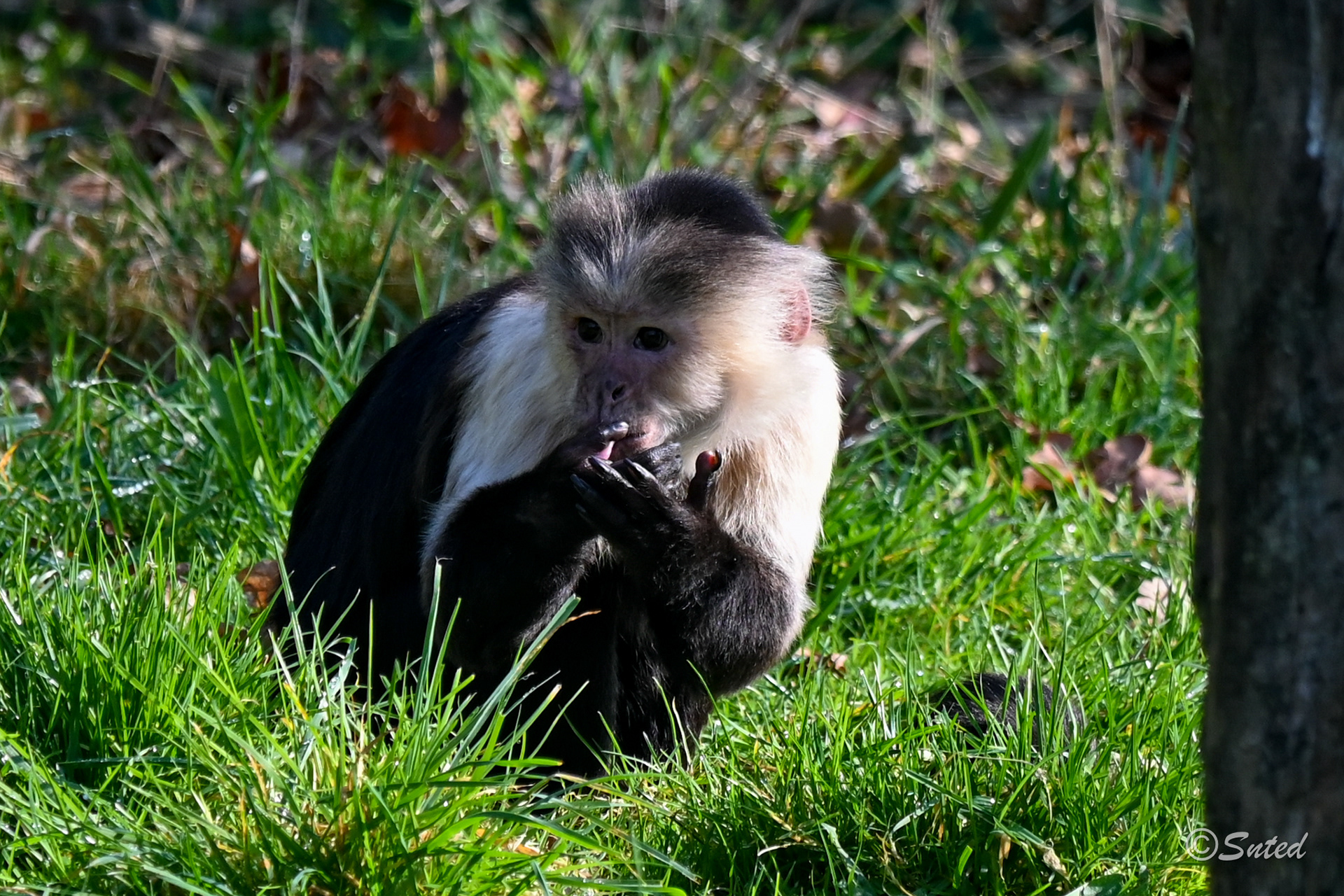 Capucin à épaules blanches