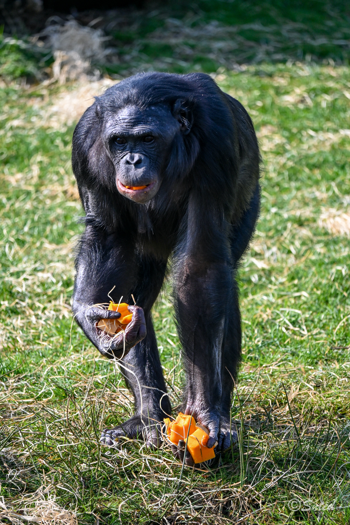 Bonobos