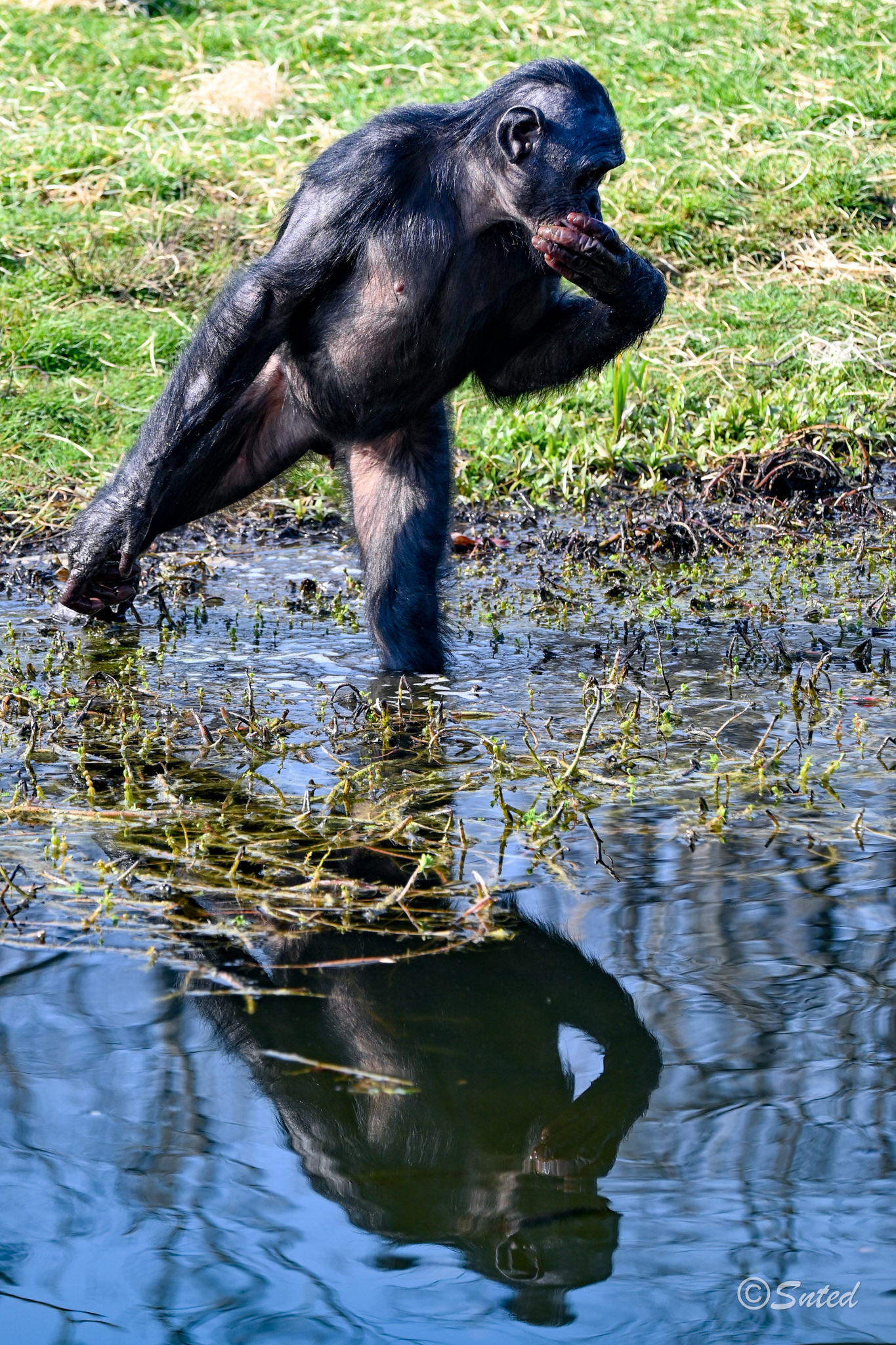 Bonobos