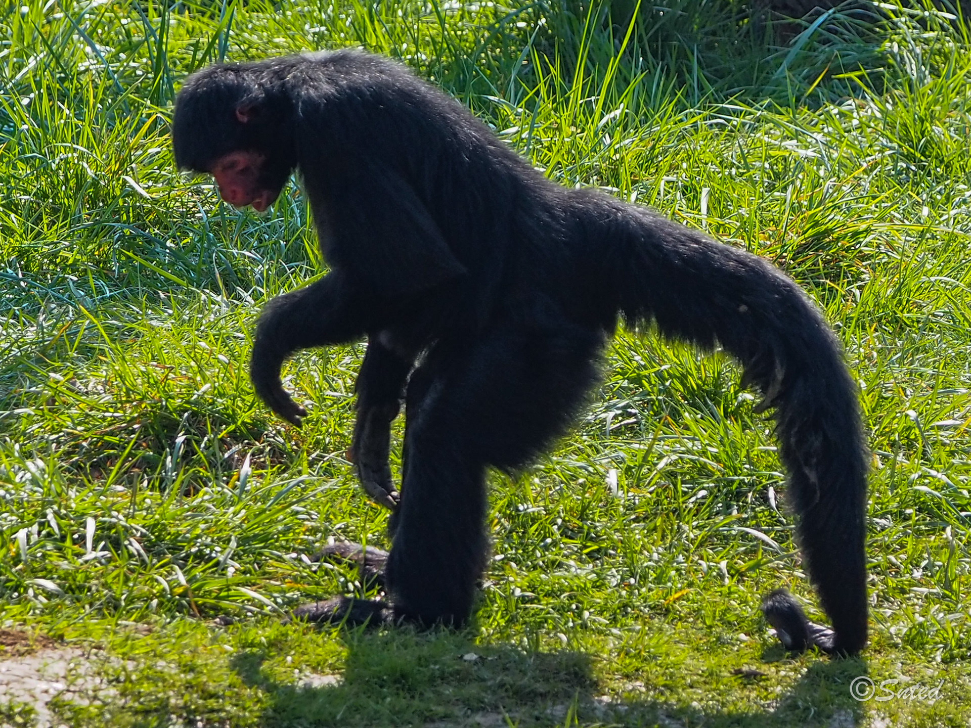 Atèle à face rouge