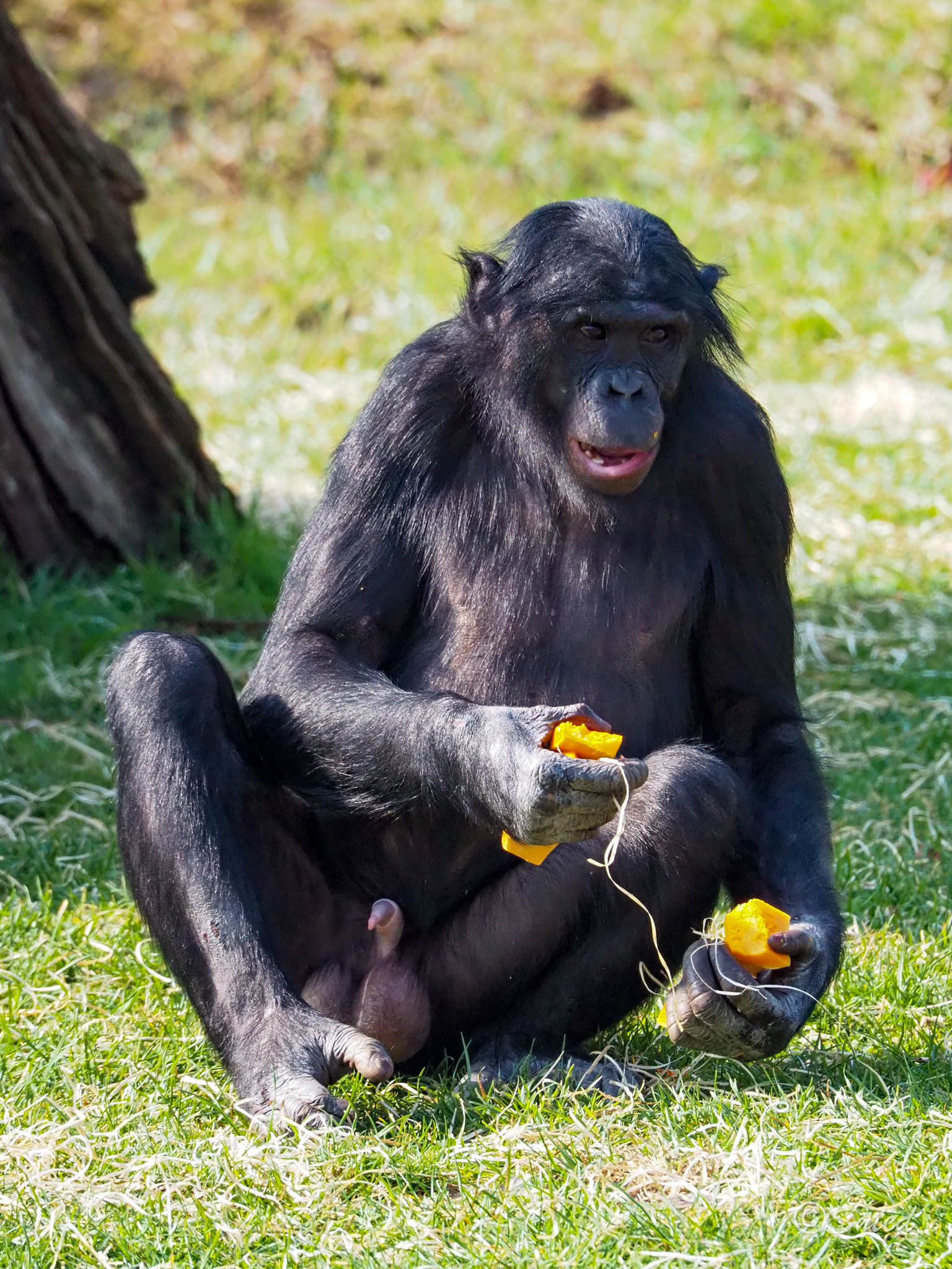 Bonobos