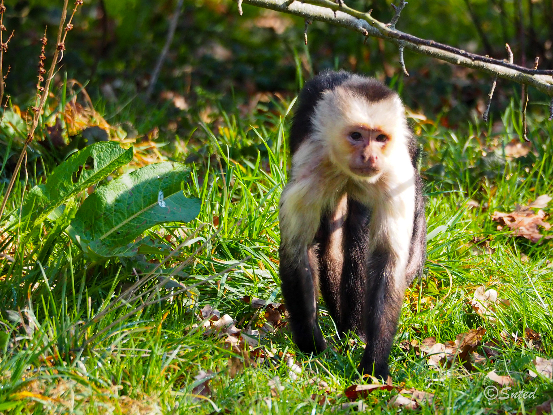 Capucin à épaules blanches