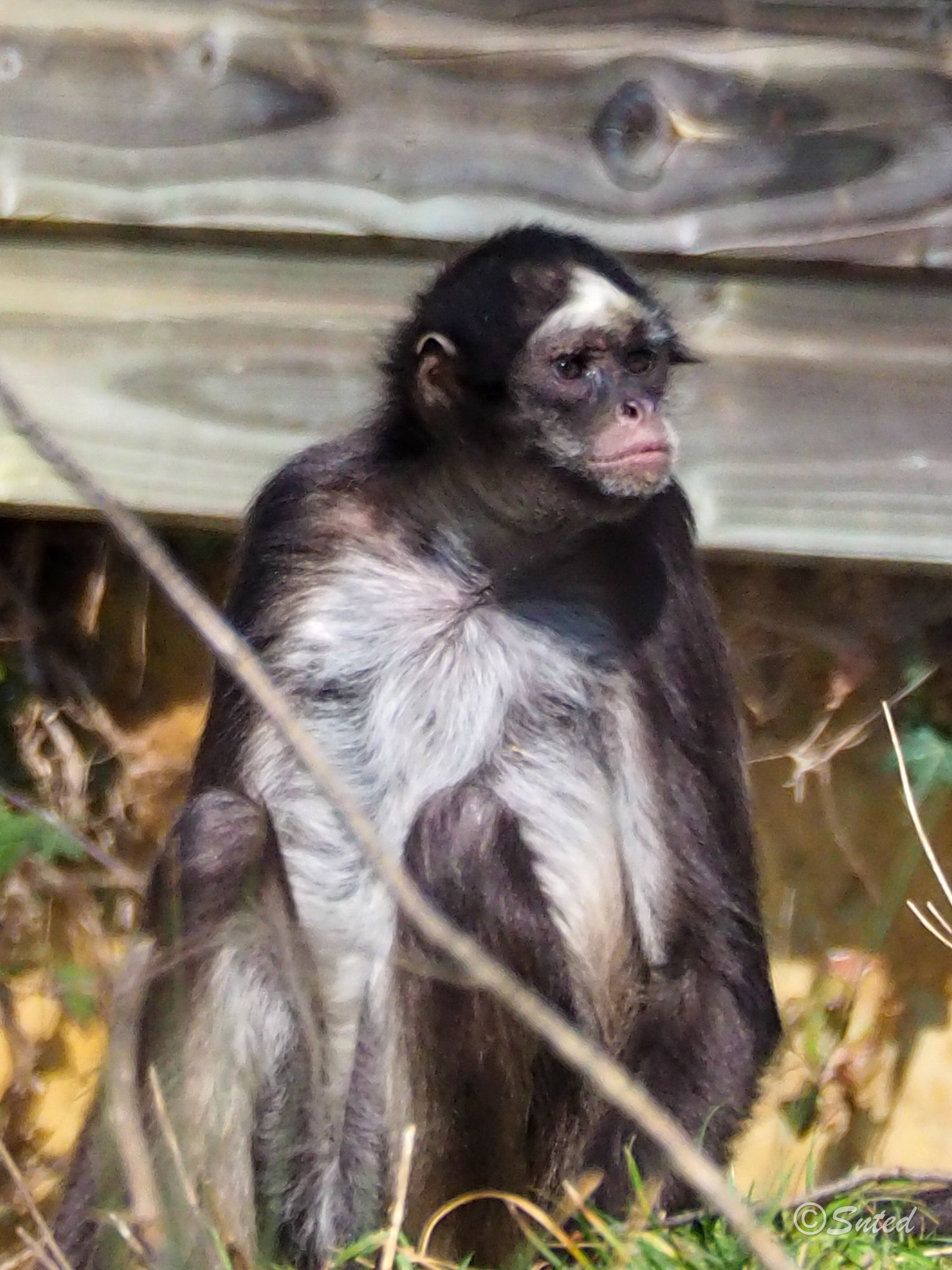 Atèle à ventre blanc