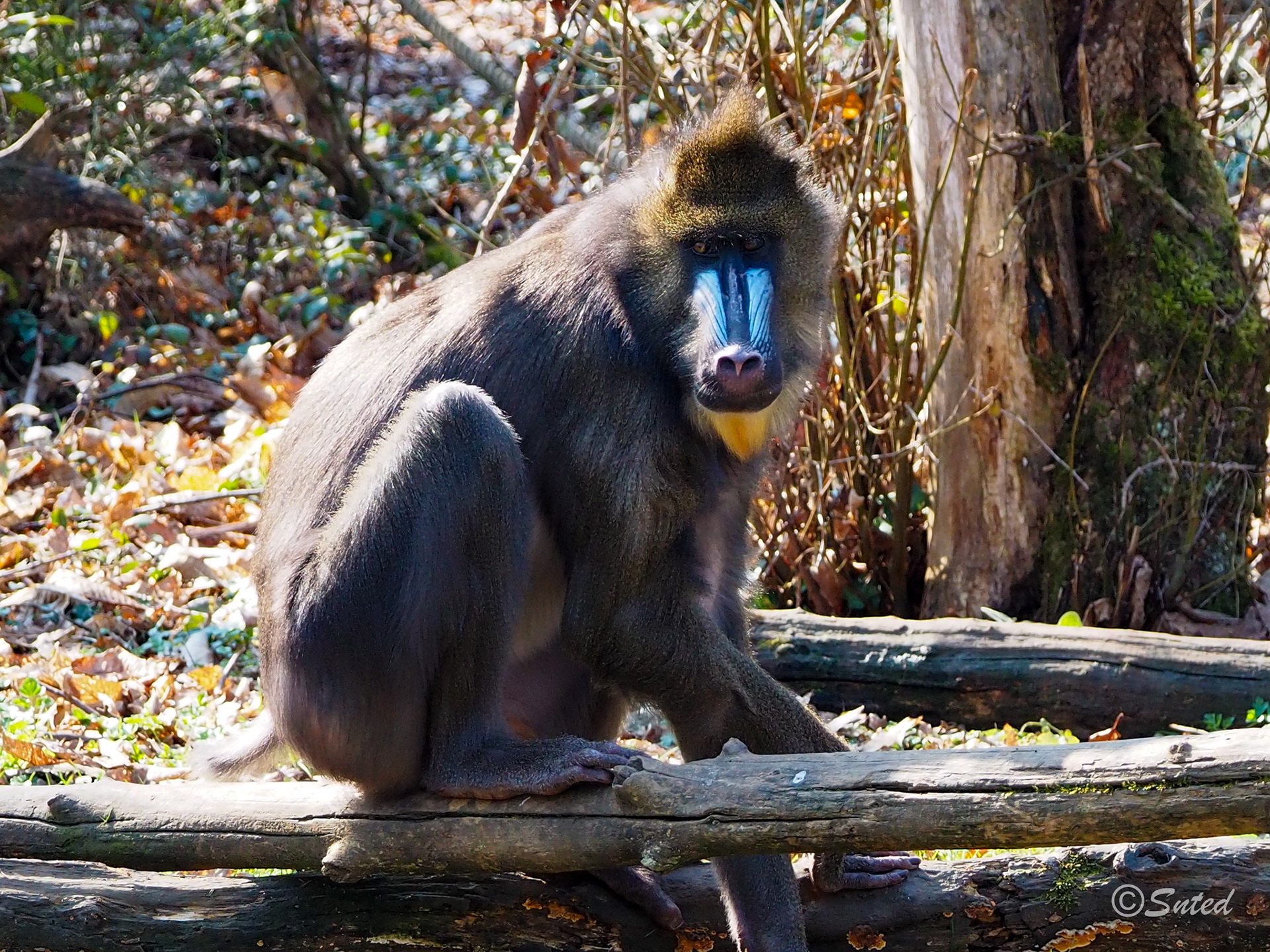 Mandrill