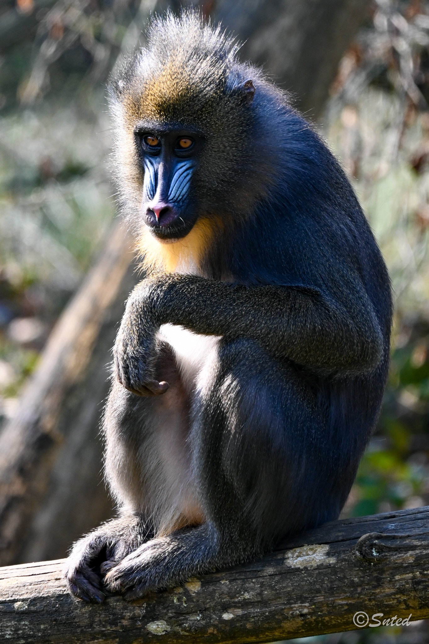 Mandrill