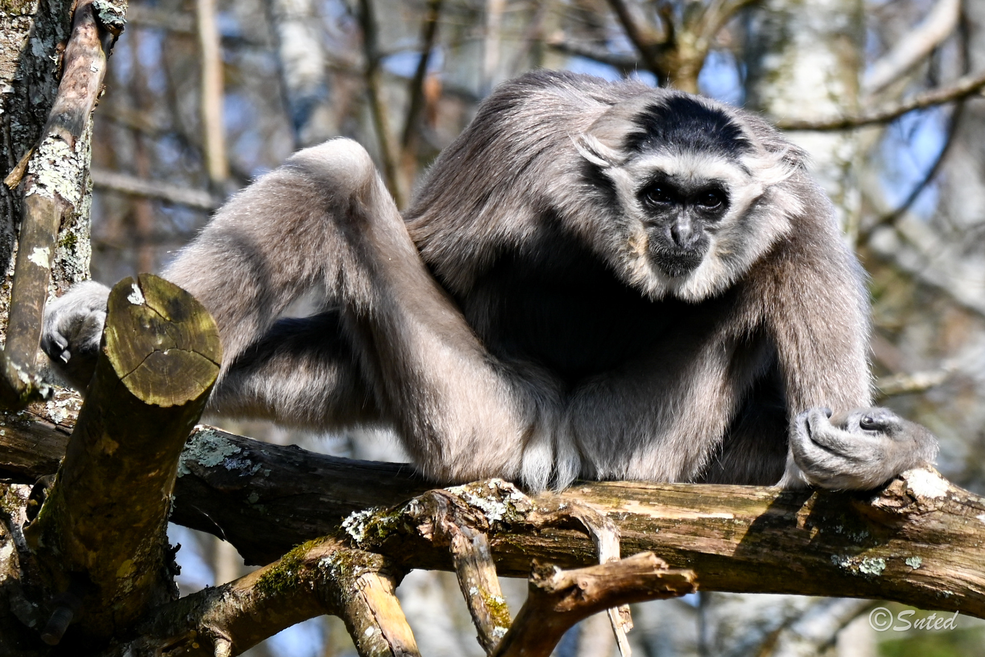 Gibbon à bonnet