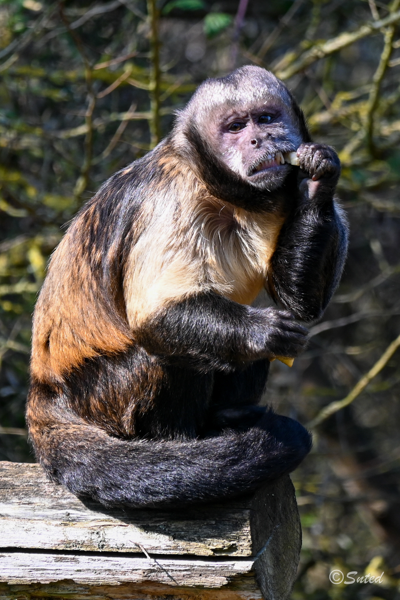 Capucin à poitrine jaune