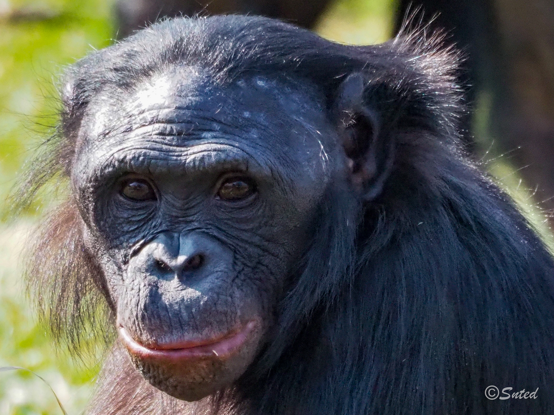 Bonobos