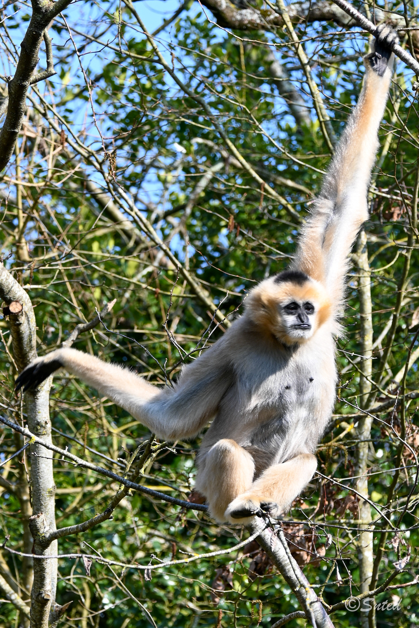 Gibbon à favoris blancs