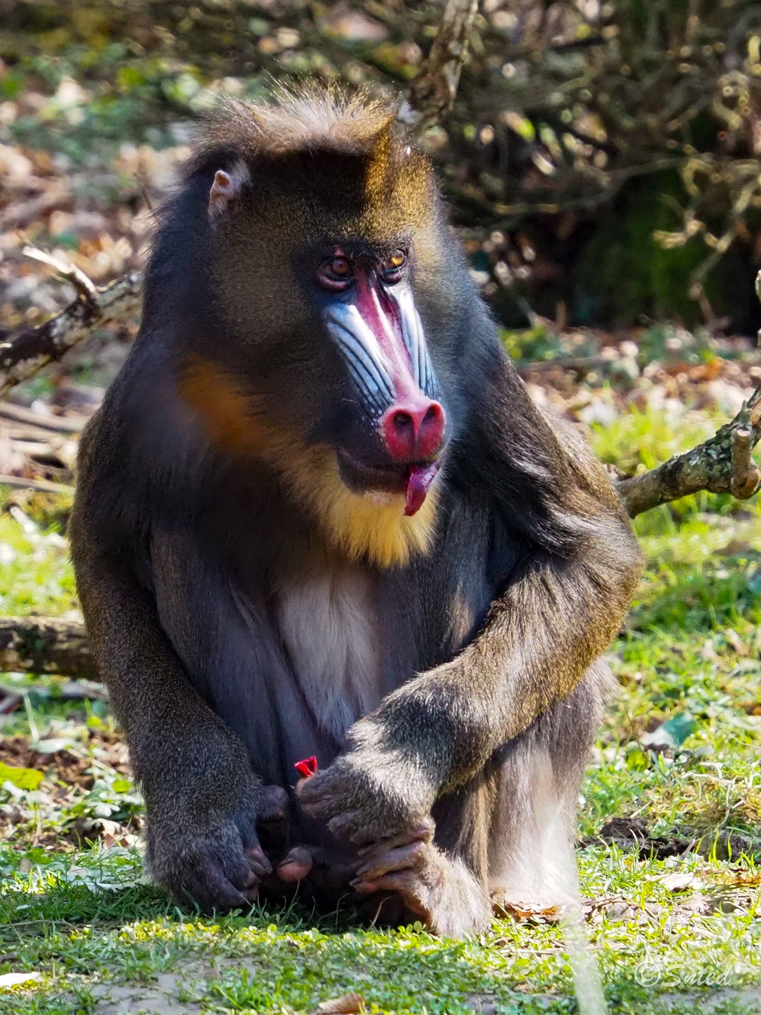 Mandrill