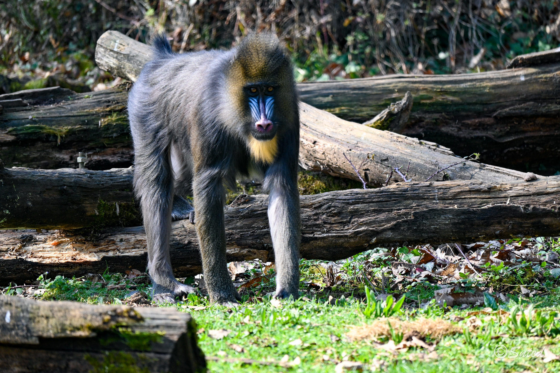 Mandrill