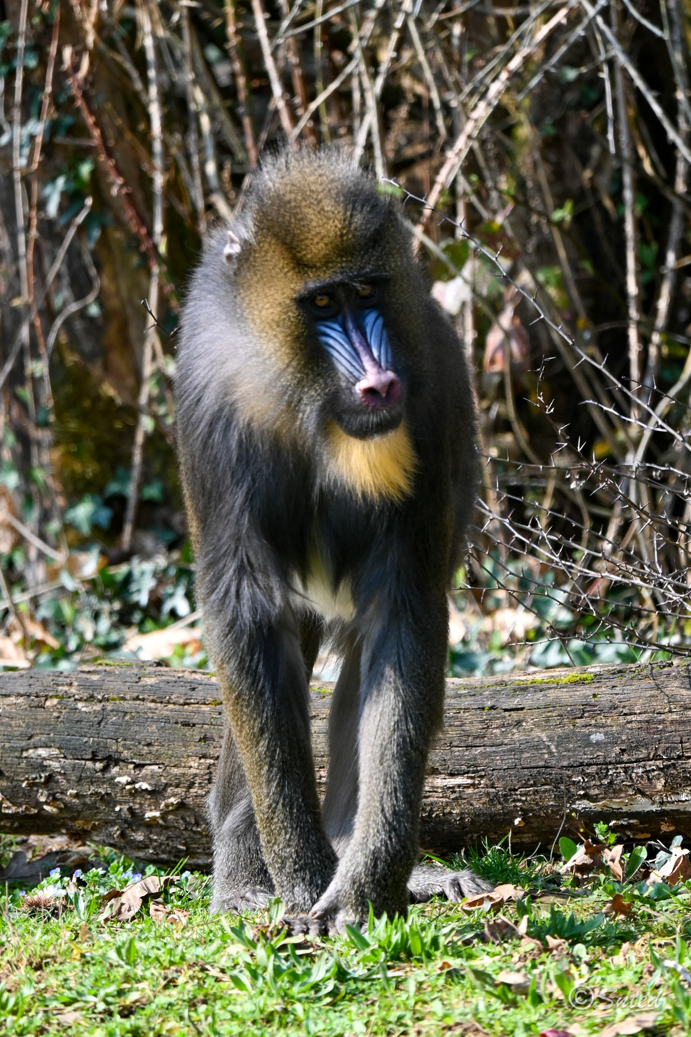 Mandrill