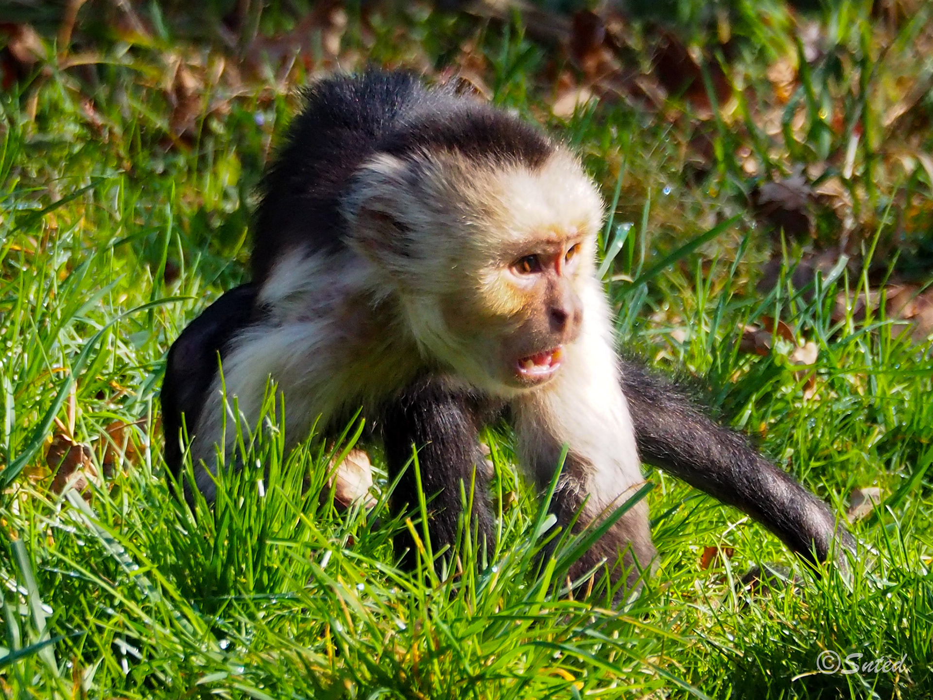 Capucin à épaules blanches