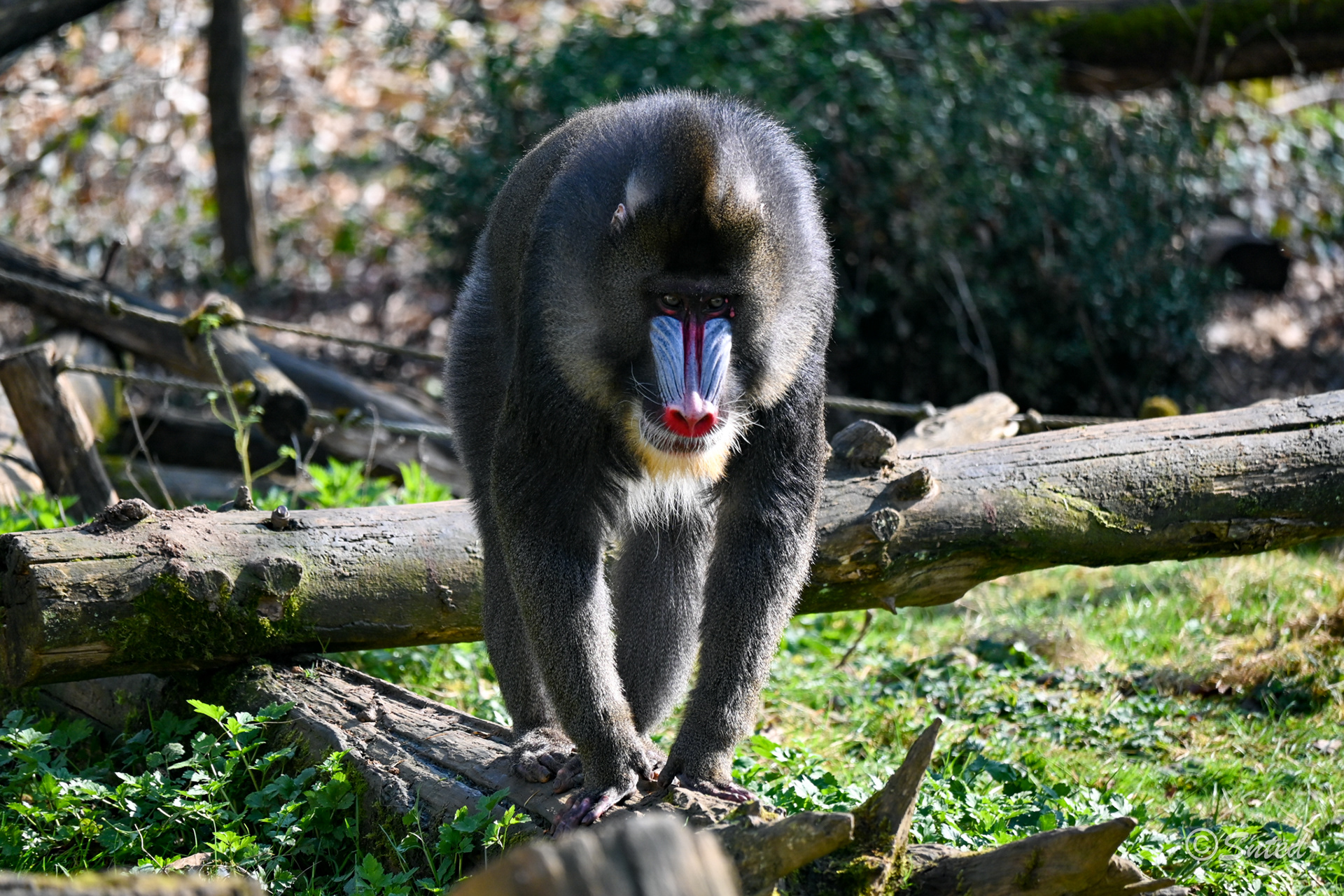 Mandrill