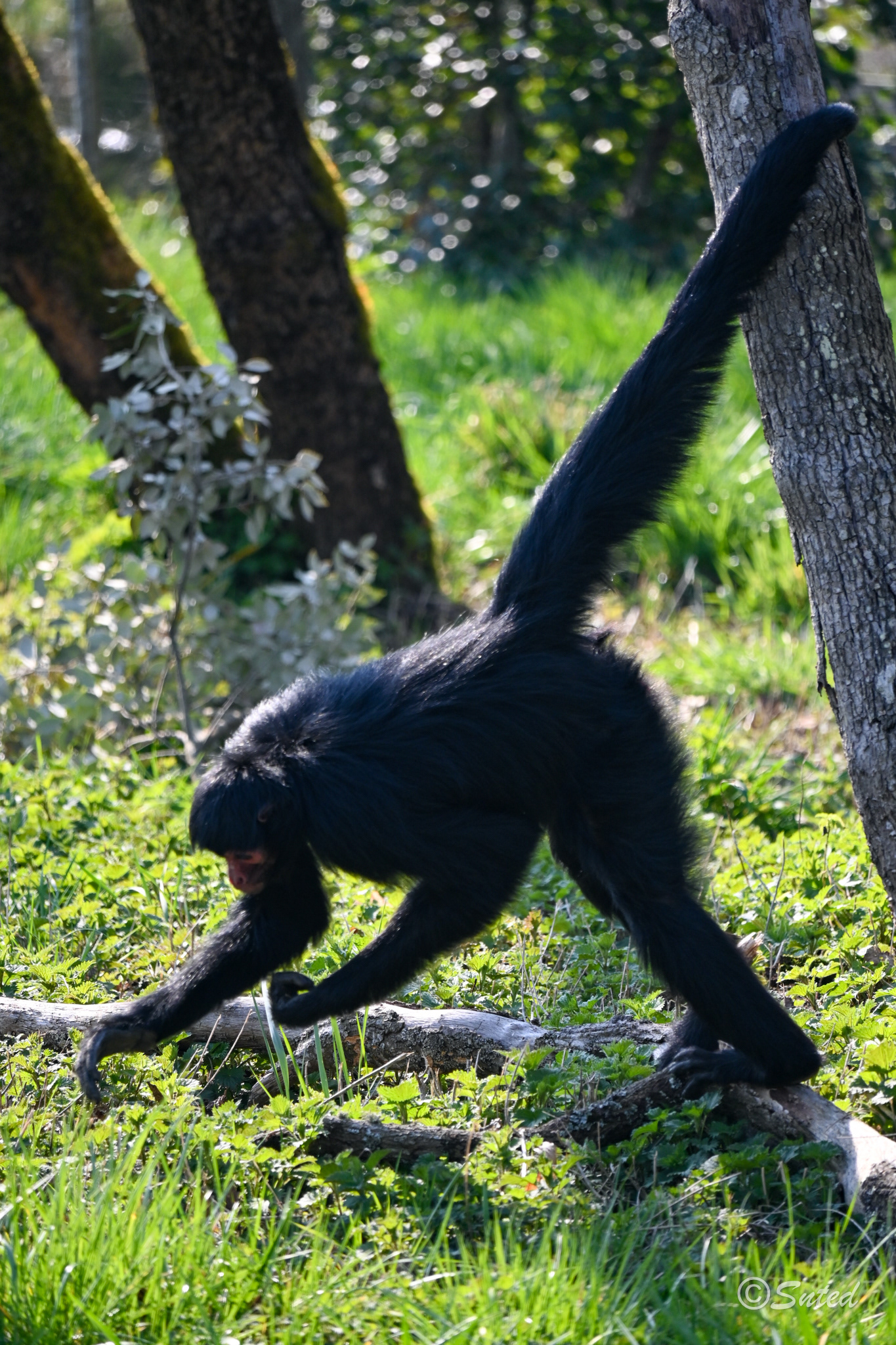 Atèle à face rouge