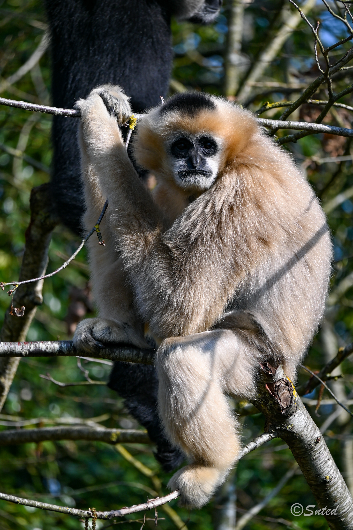 Gibbon à favoris blancs