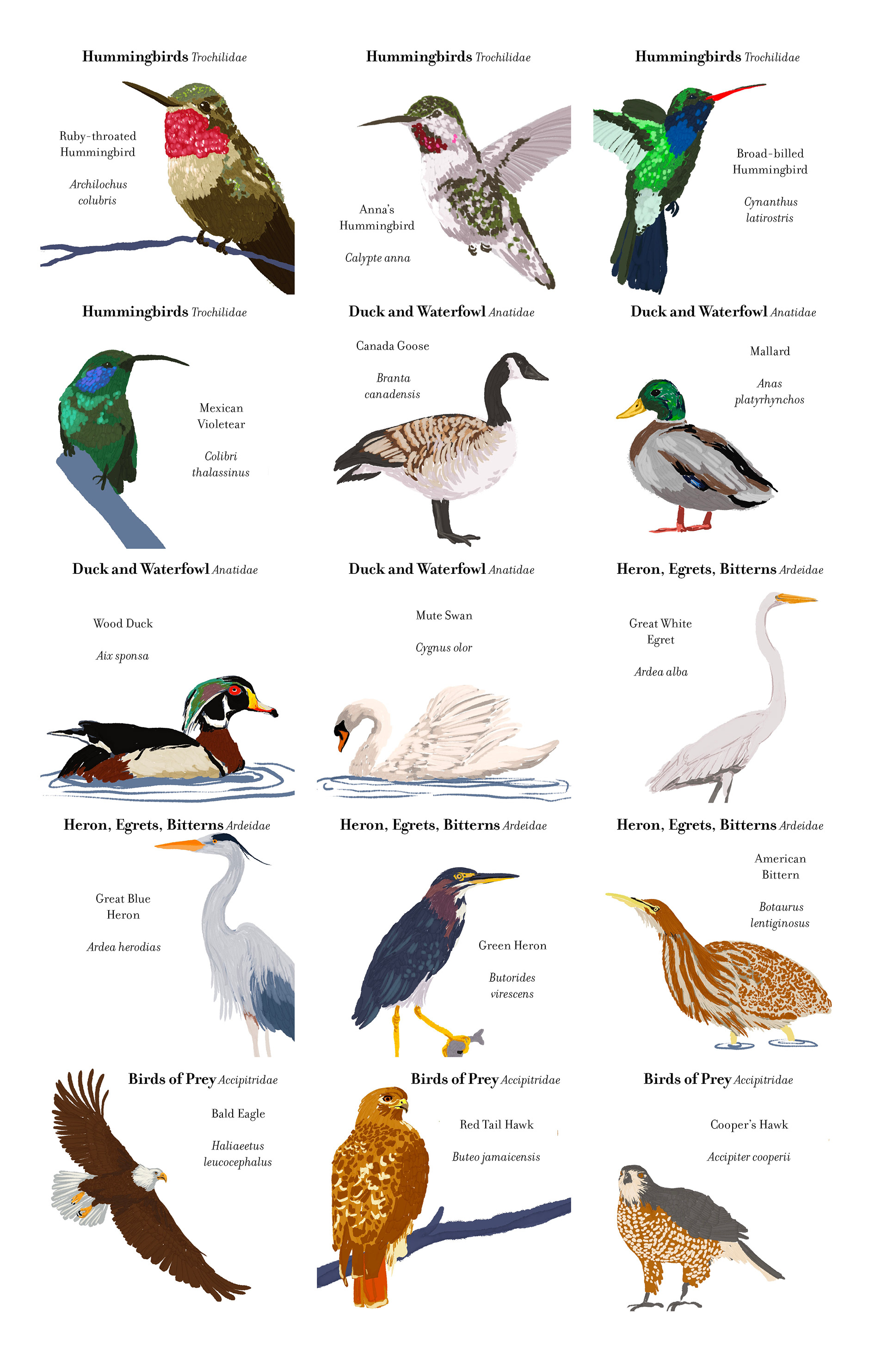 card designs