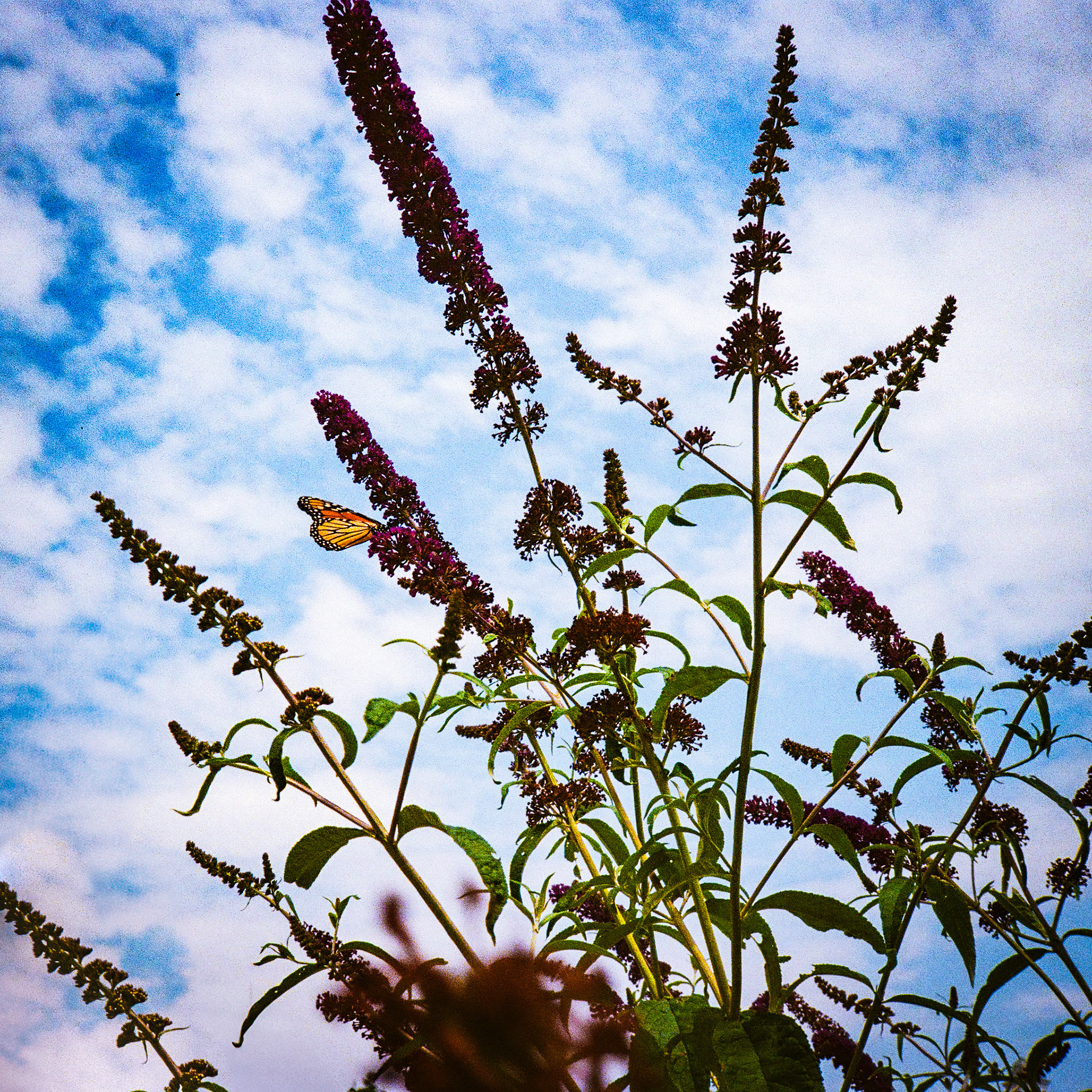 Kodak Ultramax 400