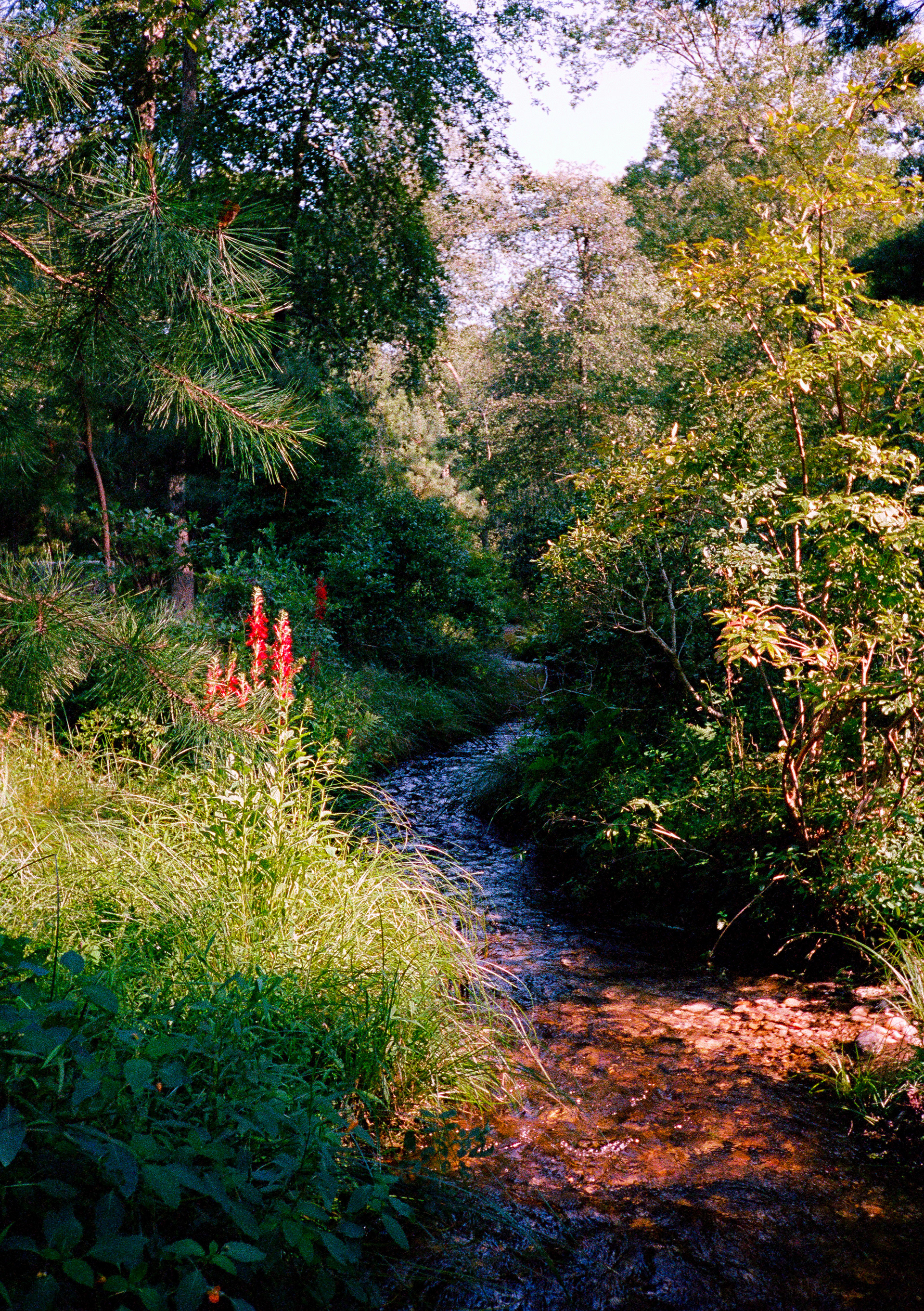 Kodak Portra 400