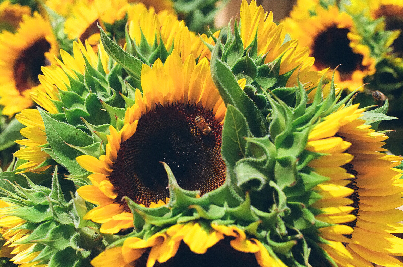 Kodak Ultramax 400