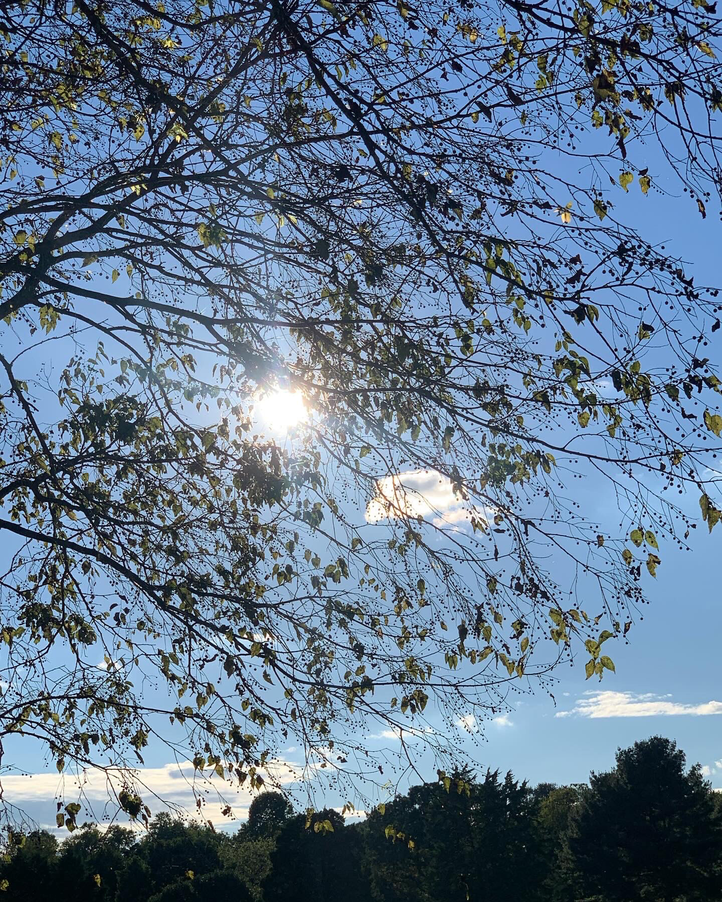 Trees