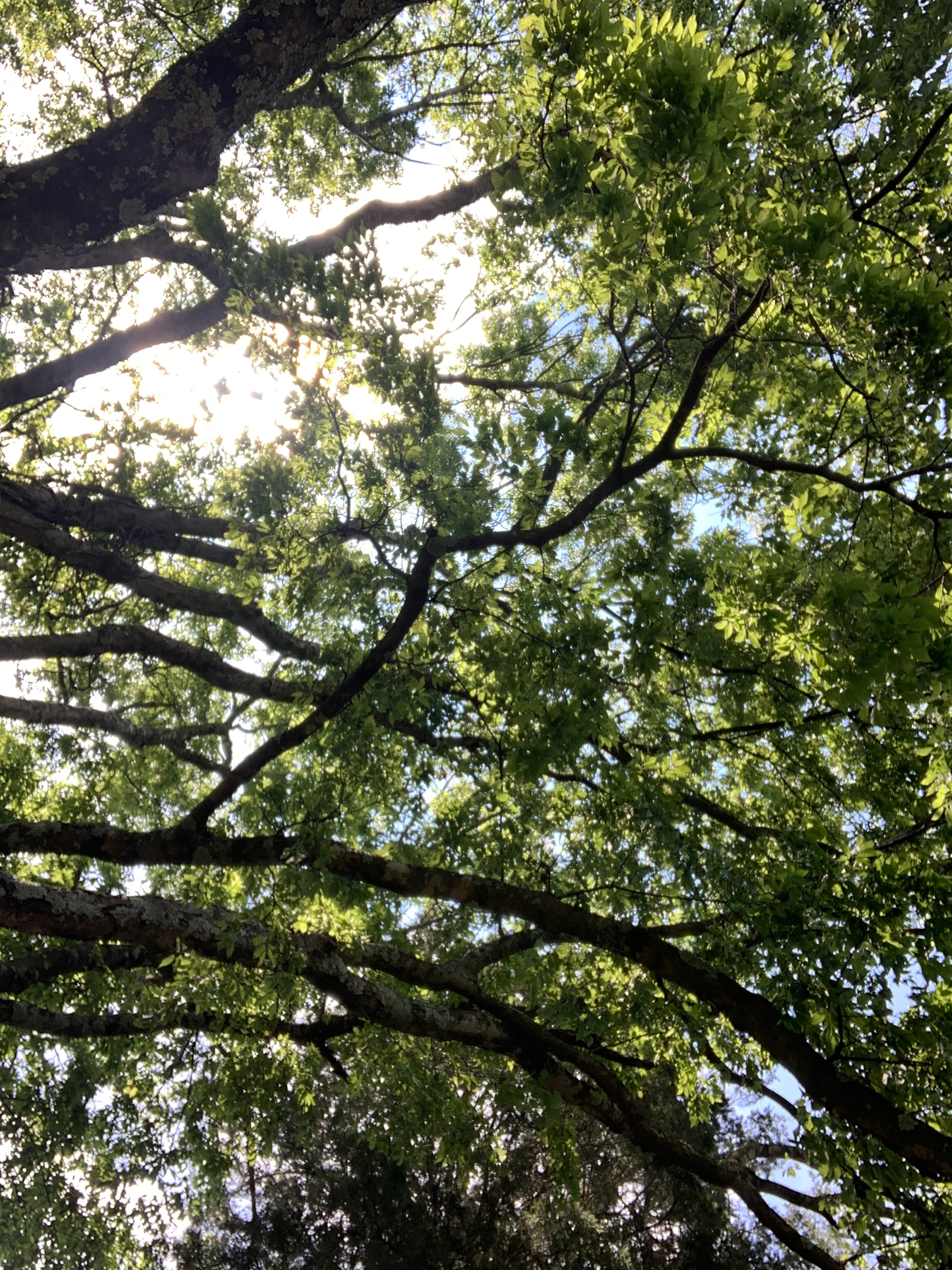 Trees