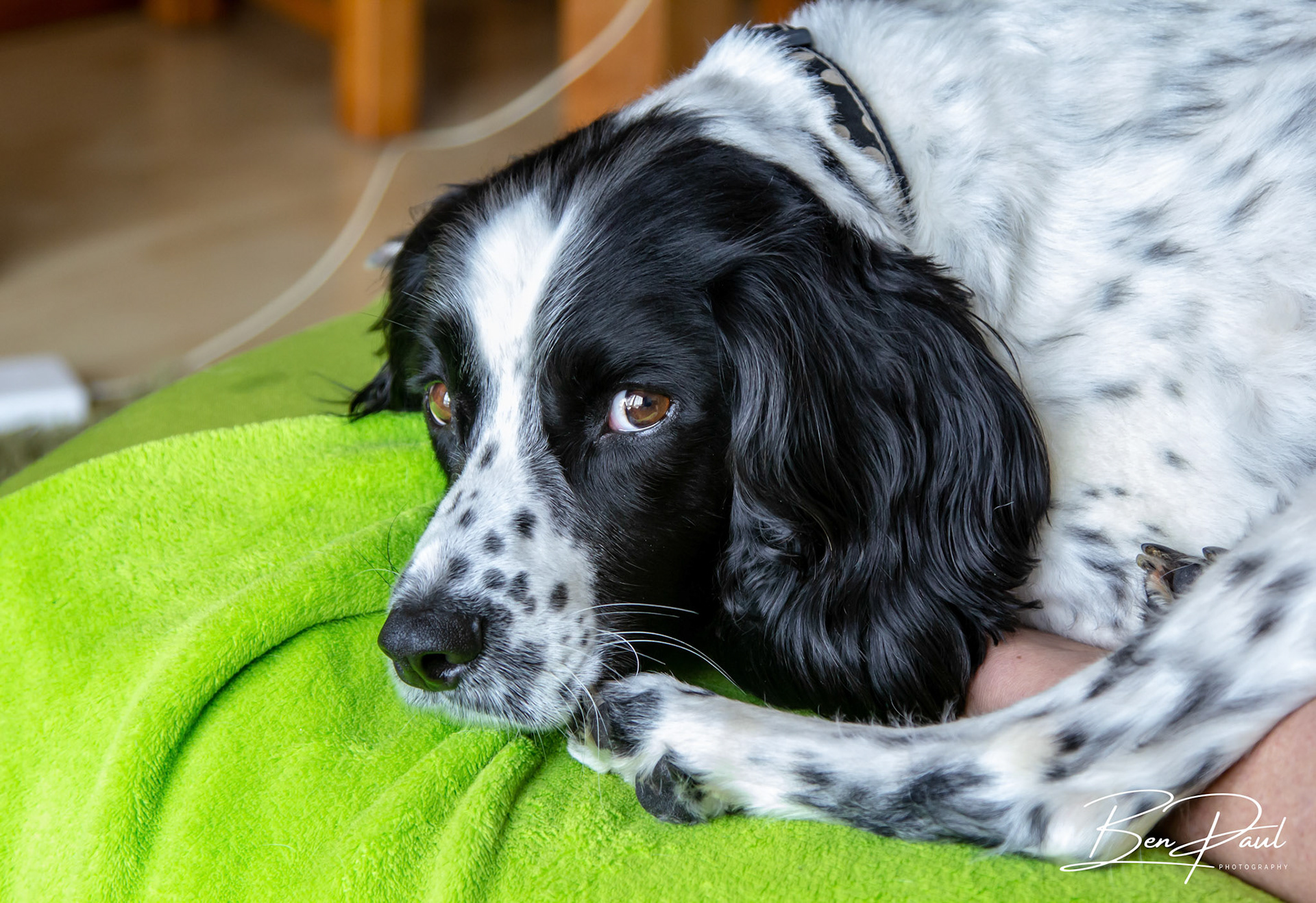 Charlie - 2nd June 2018