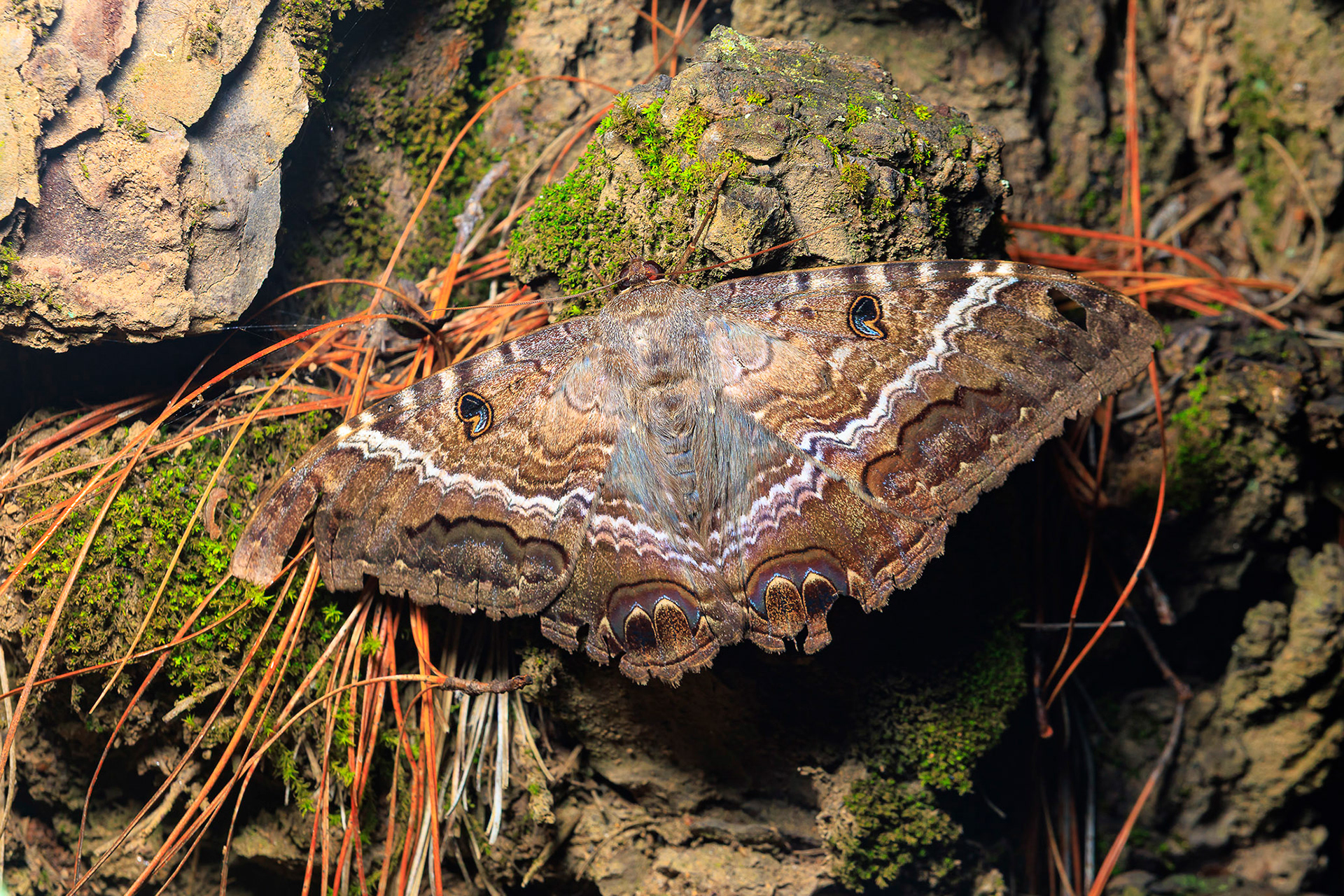 Mariposa Bruja - Ascalapha odorata