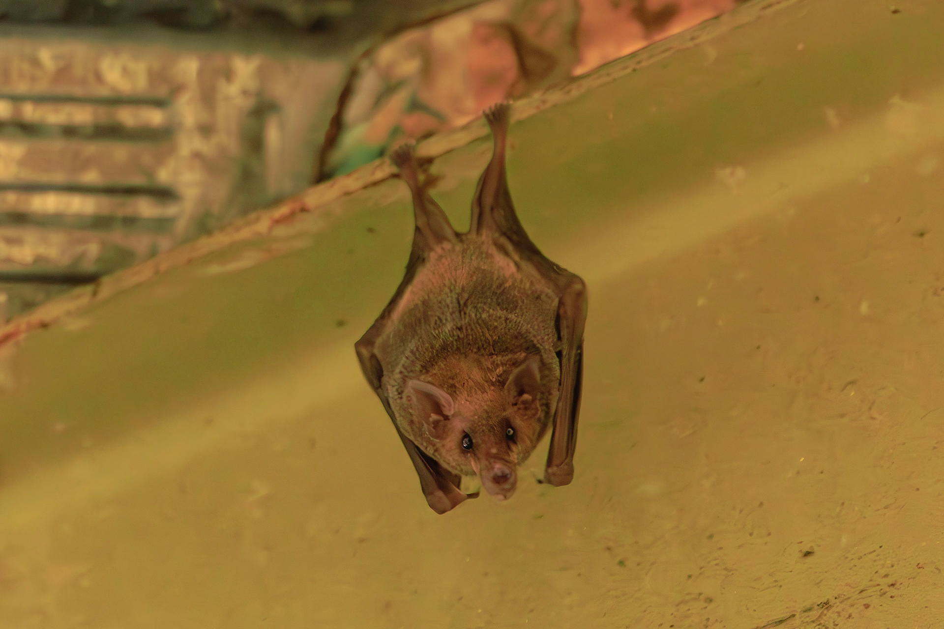 Murciélago trompudo - Choeronycteris mexicana