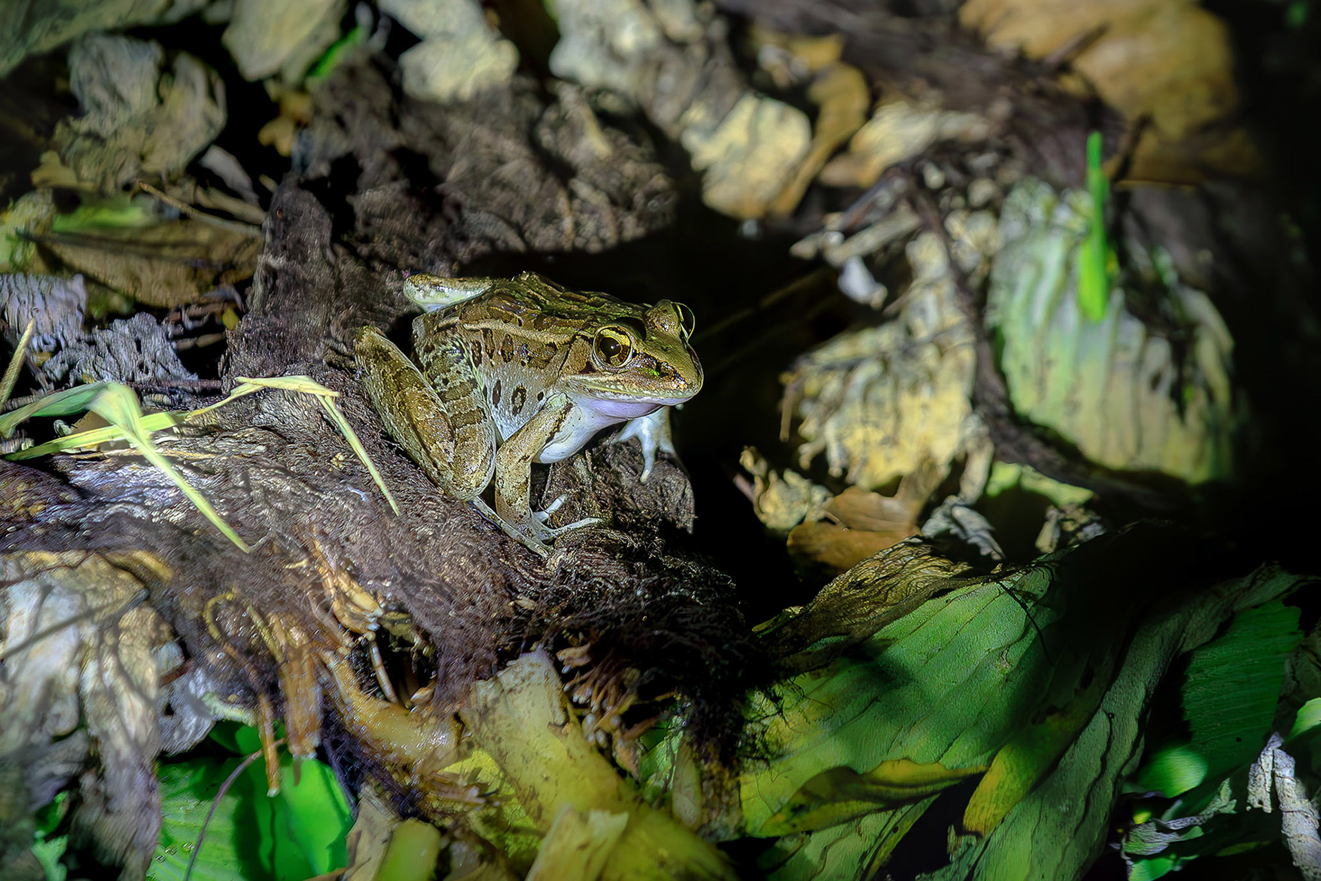 Rana Leopardo - Lithobates berlandieri