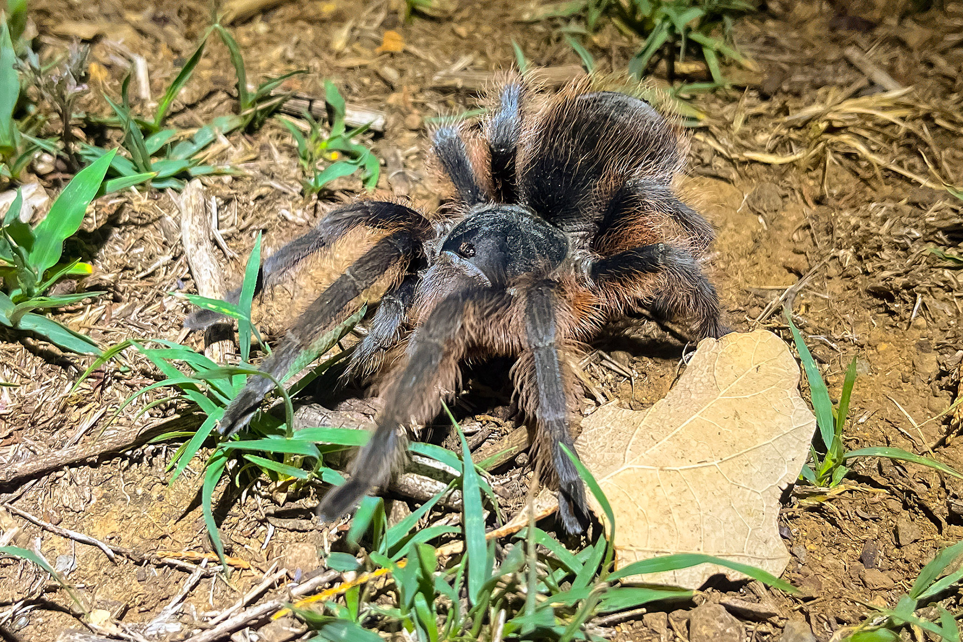 Tarántula del pedregal - Dugesiella anitahoffmannae