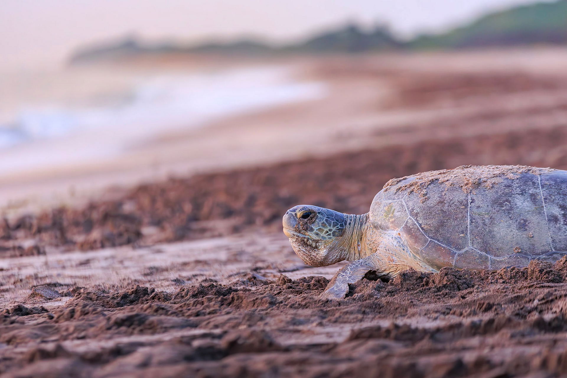 Tortuga verde - Chelonia mydas