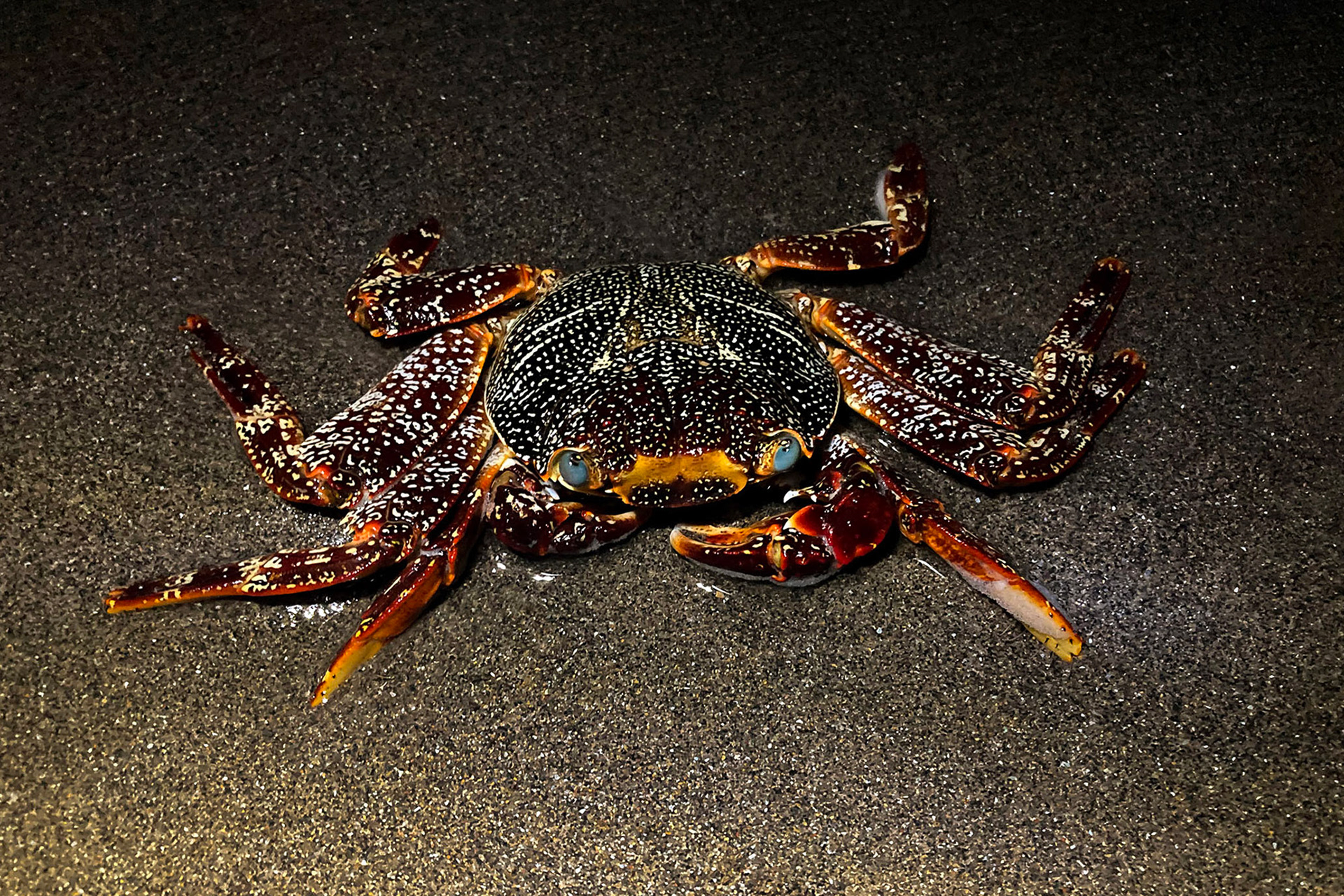 Zapaya - Grapsus grapsus