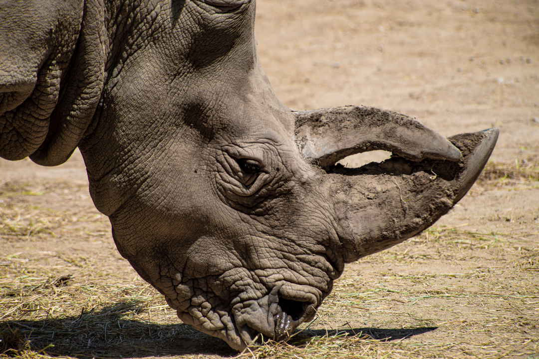 Nikon D800 | 80-400 mm