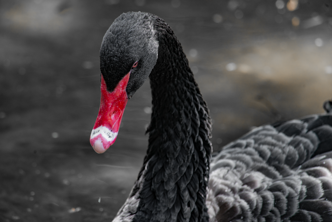 Nikon D800 | 80-400 mm