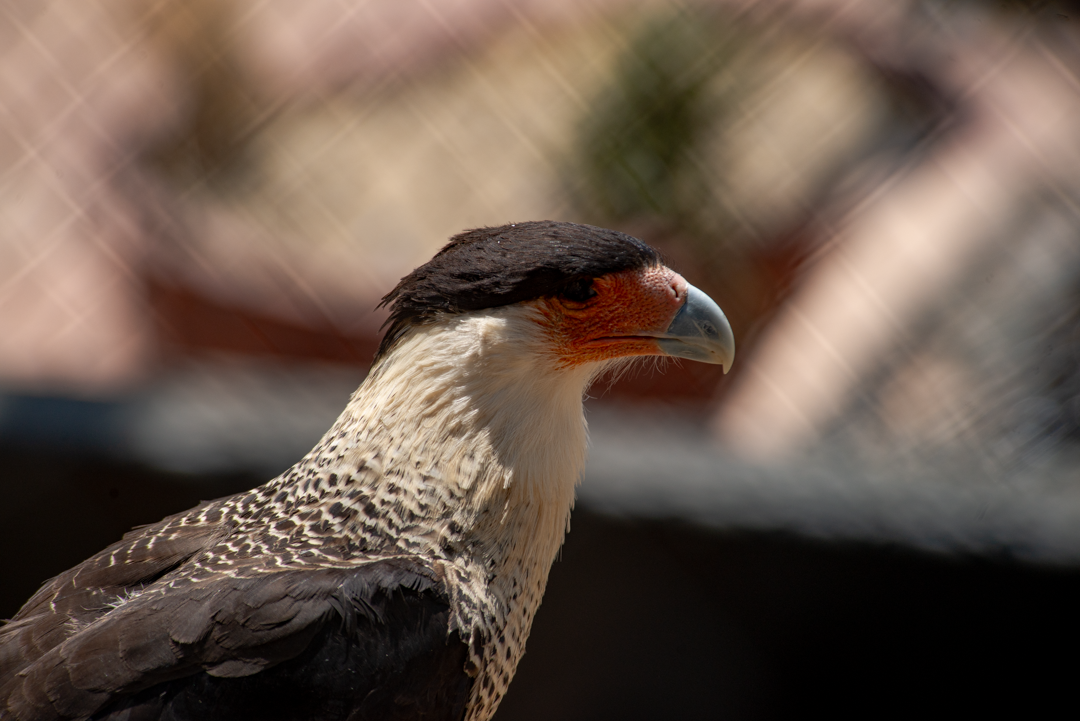 Nikon D800 | 80-400 mm