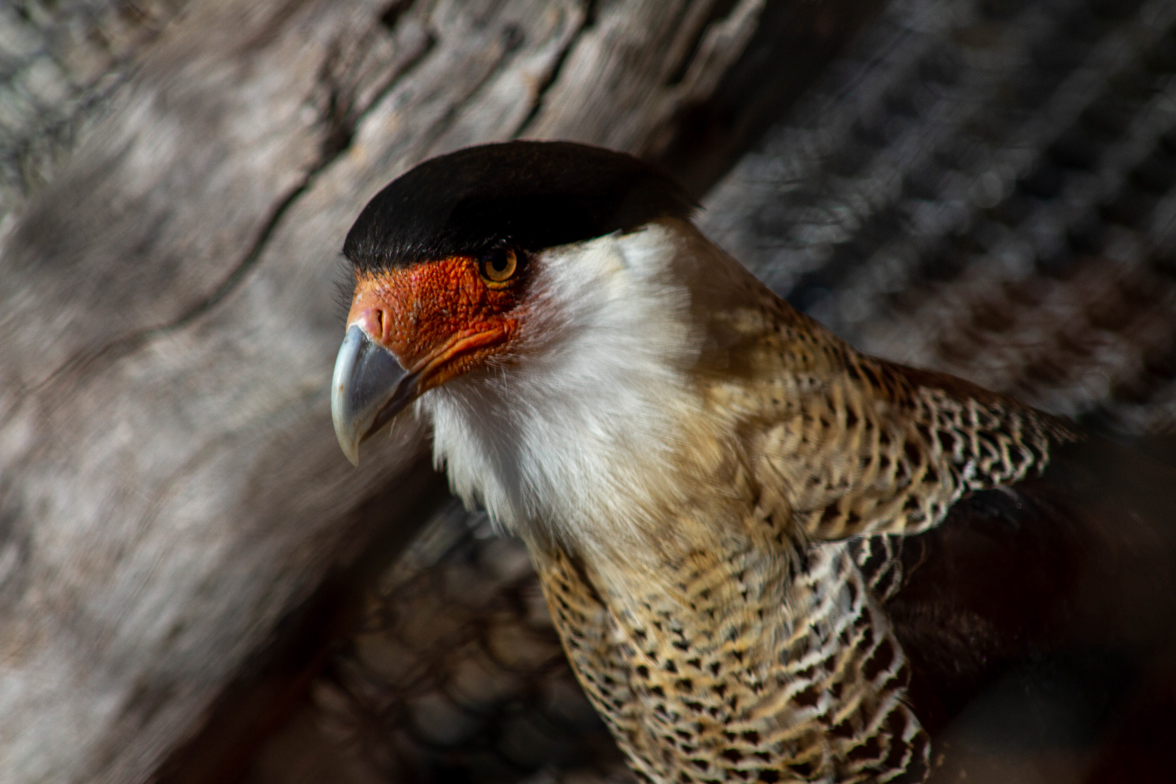 Canon 7D | 75-300 mm