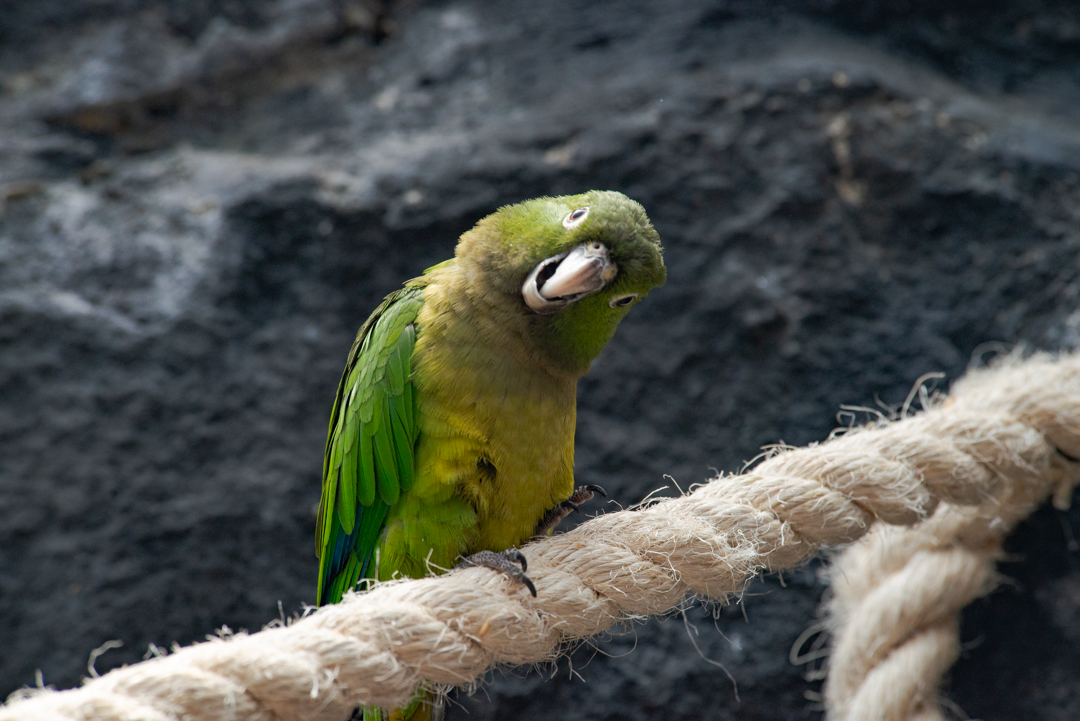 Nikon D800 | 80-400 mm