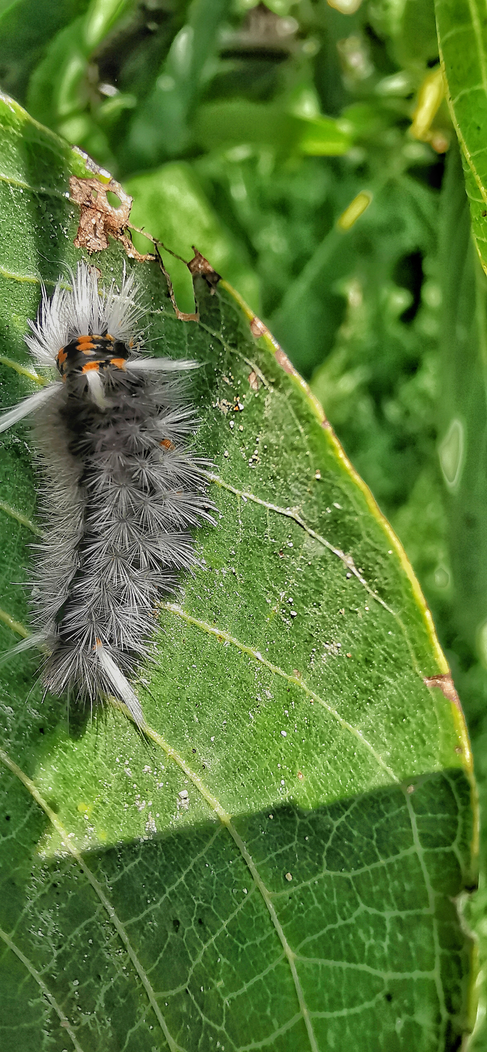 Huawei P30 Pro | Leica Supermacro