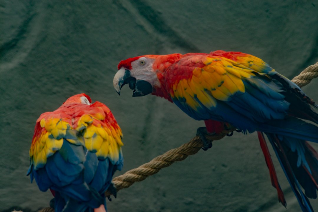 Nikon D800 | 80-400 mm