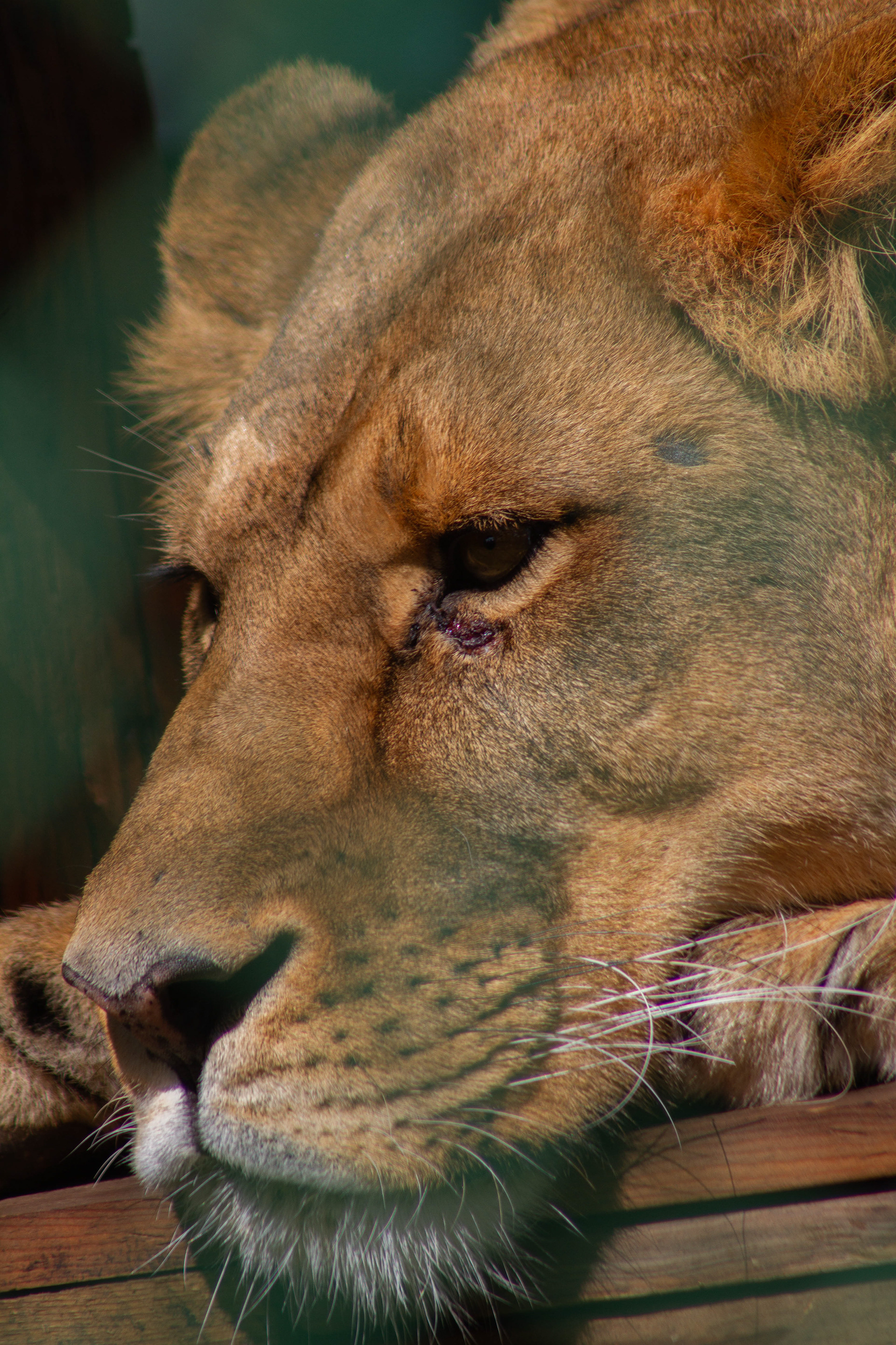 Canon 7D | 75-300 mm