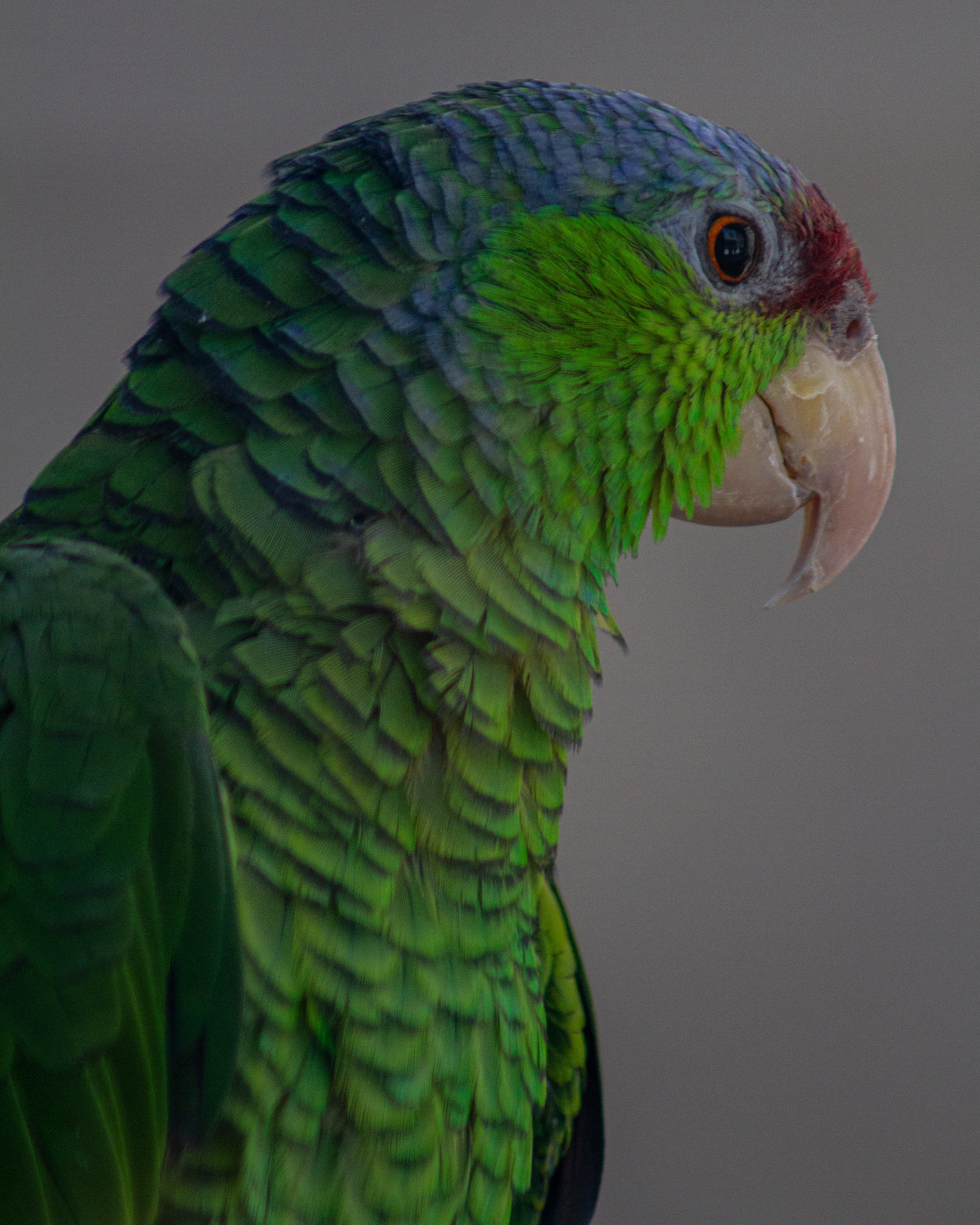 Canon 7D | 75 - 300 mm